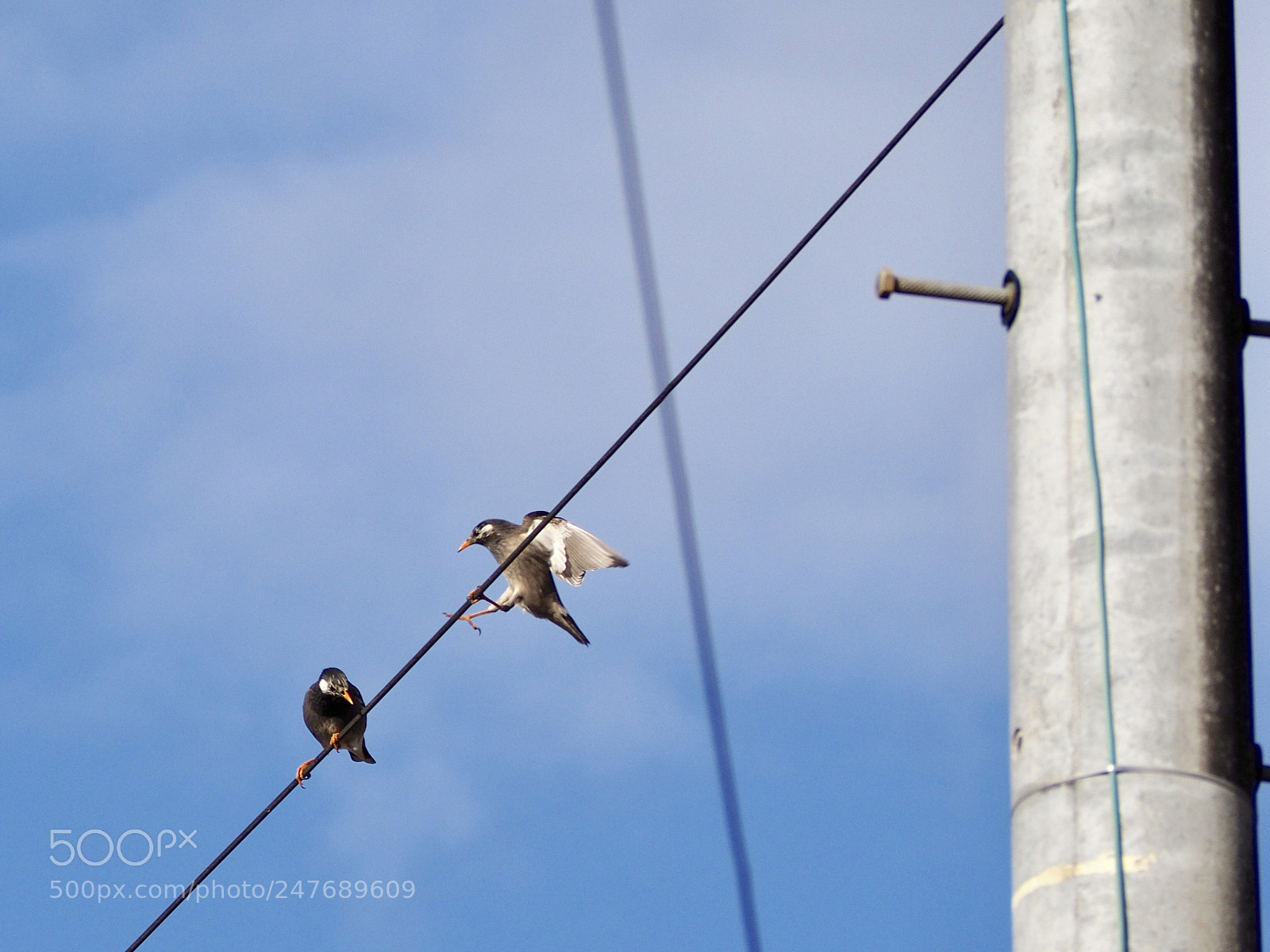 Olympus OM-D E-M1 Mark II sample photo. 2月23日 | february 23 photography