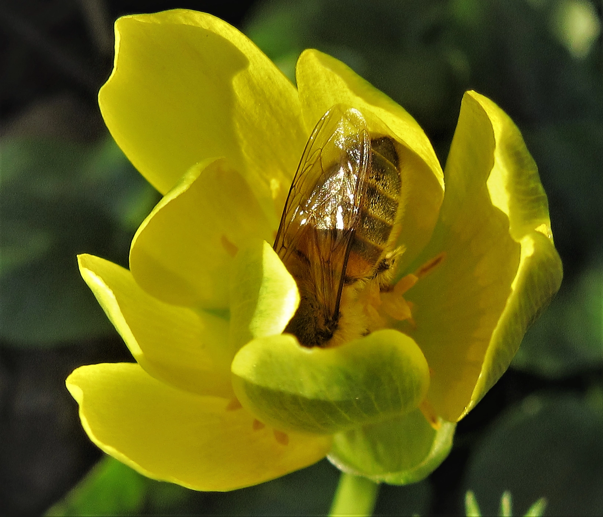 Canon PowerShot SX600 HS sample photo. Ranunculus damascenus with apis melifera photography