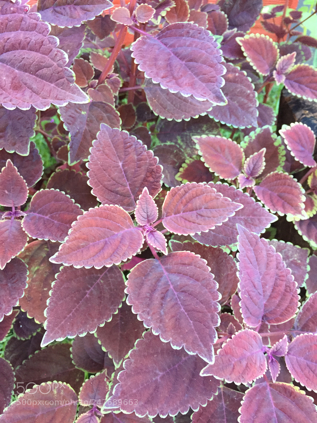 Apple iPhone 6 sample photo. Untitled photography