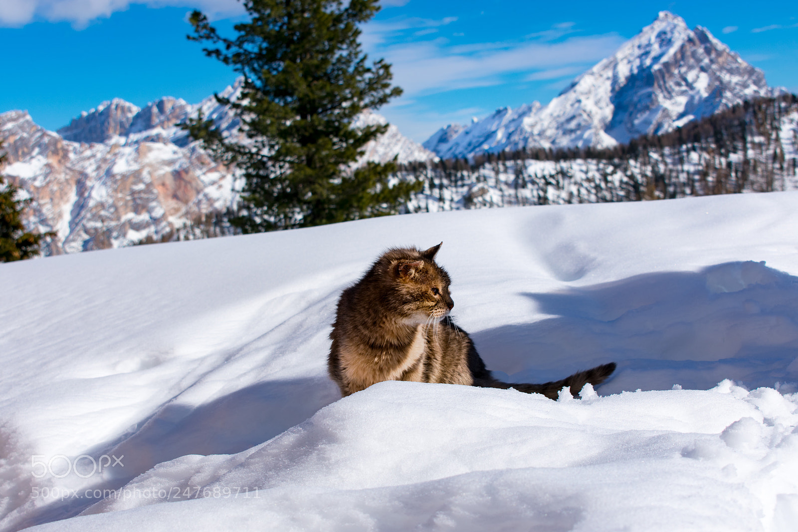 Nikon D3400 sample photo. Lonely cat in the photography