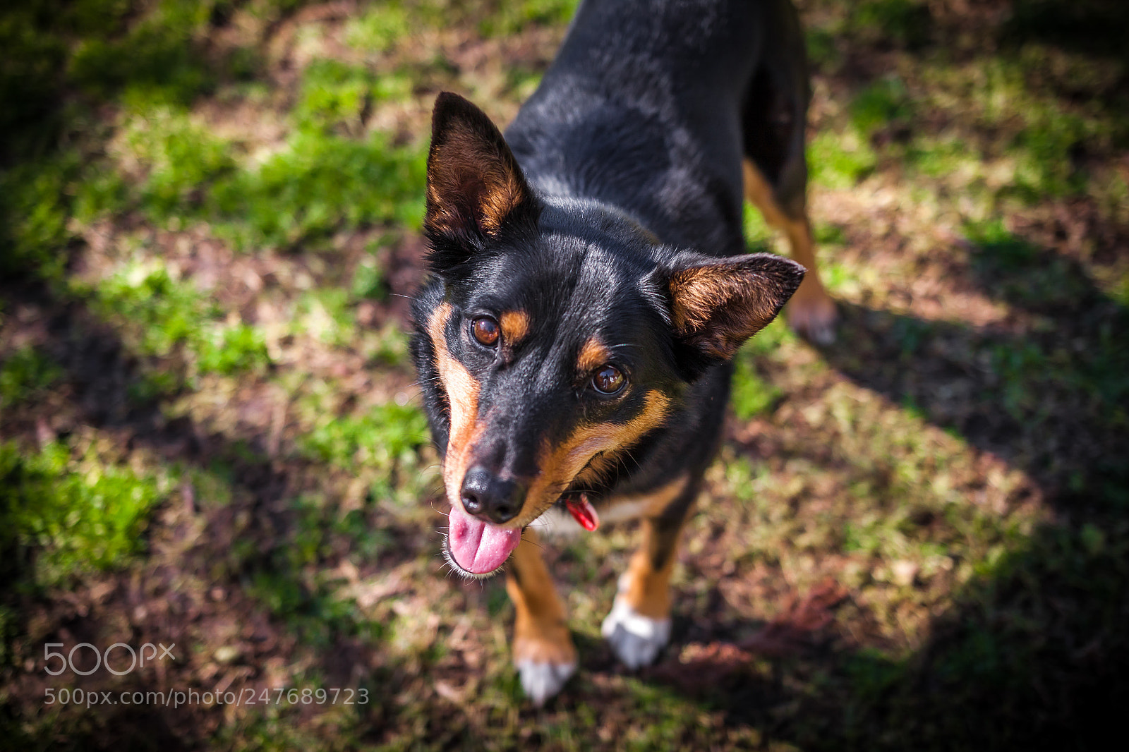 Canon EOS 500D (EOS Rebel T1i / EOS Kiss X3) sample photo. Happy kelpie photography