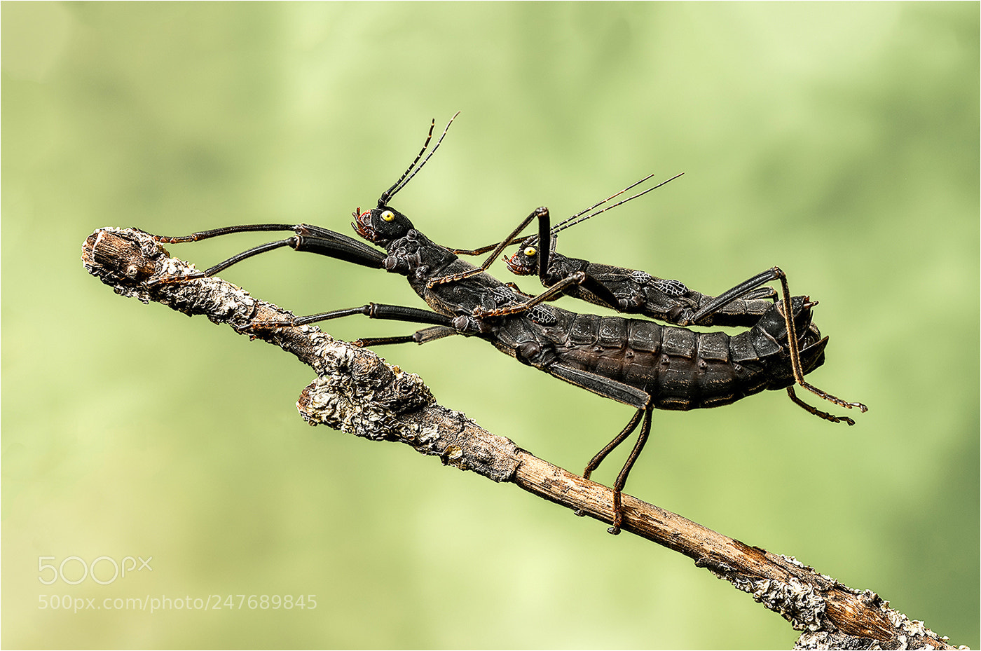 Nikon D610 sample photo. Black beauty insects mating photography
