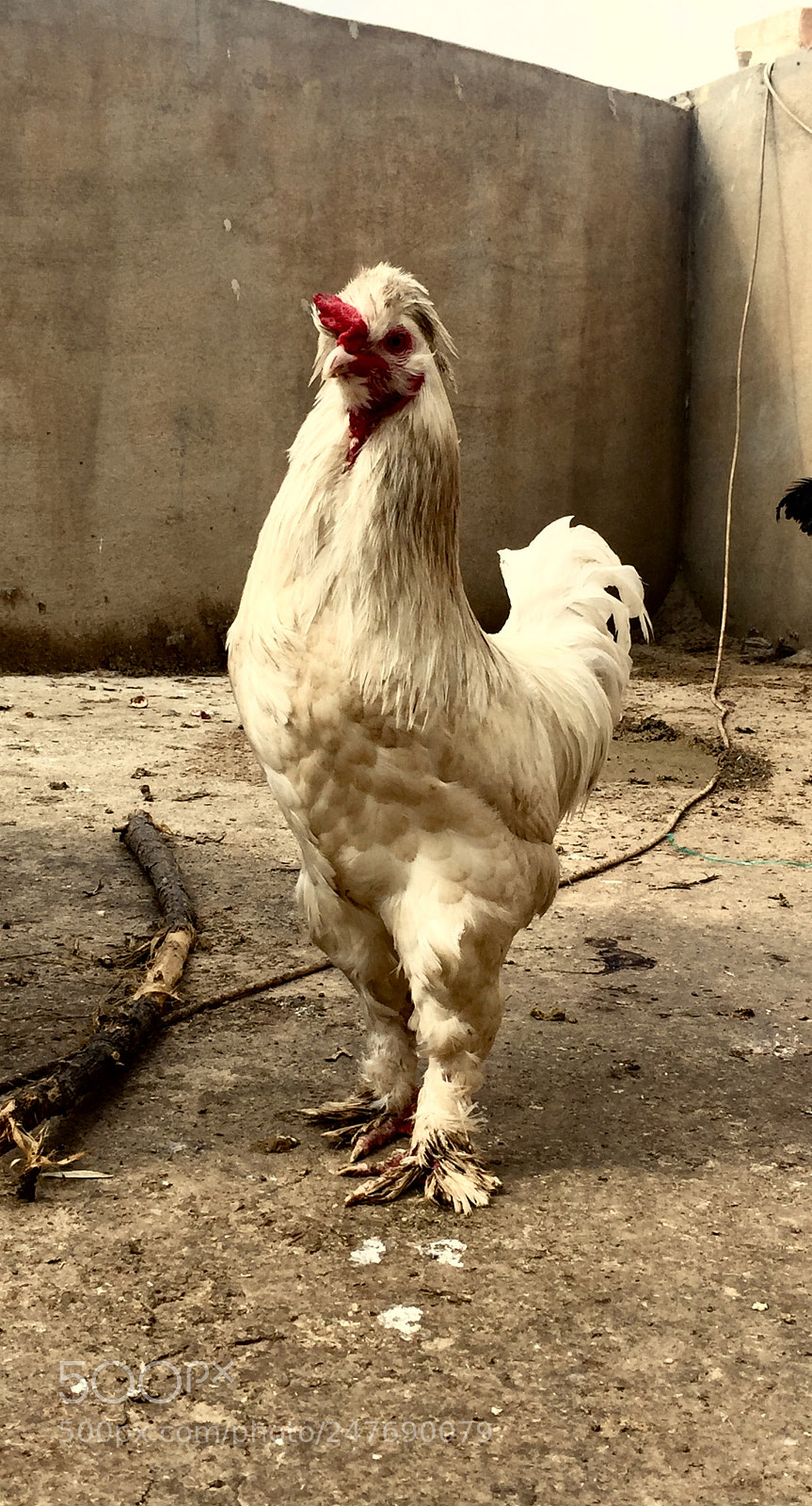 Apple iPhone 6 sample photo. Wite photography