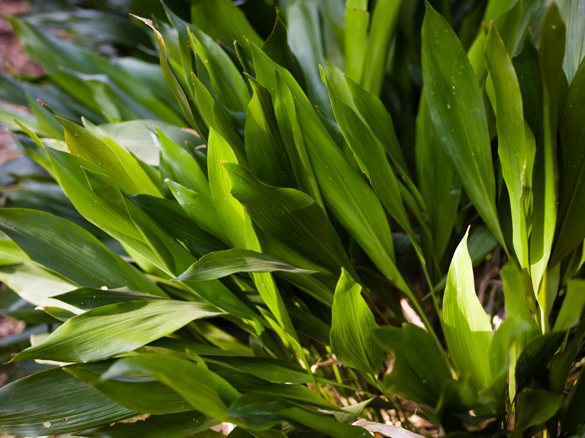 Leaf Aptus-II 8 sample photo. Plant photography