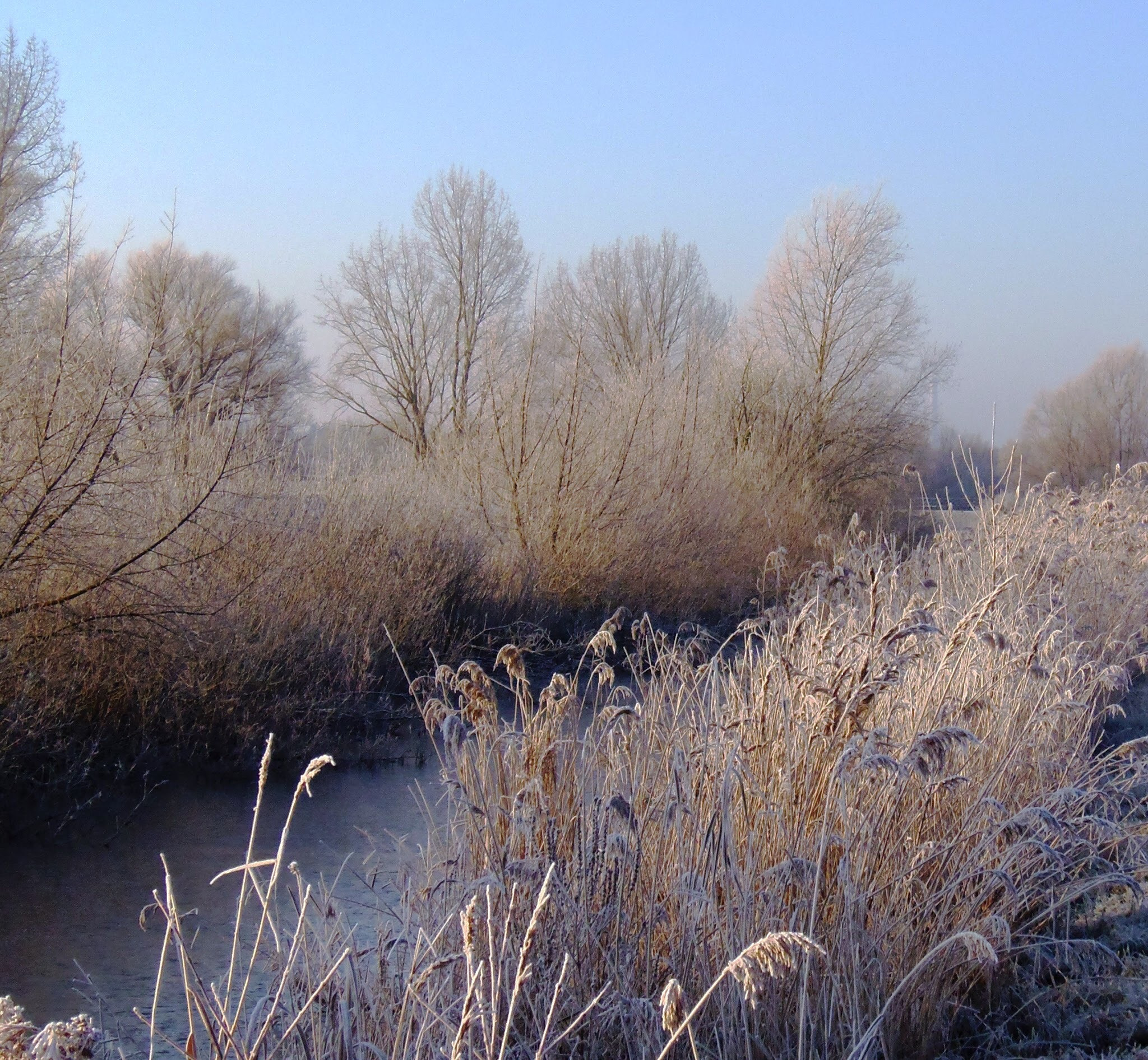 Olympus SP-810UZ sample photo. Frozen trees in winter. photography