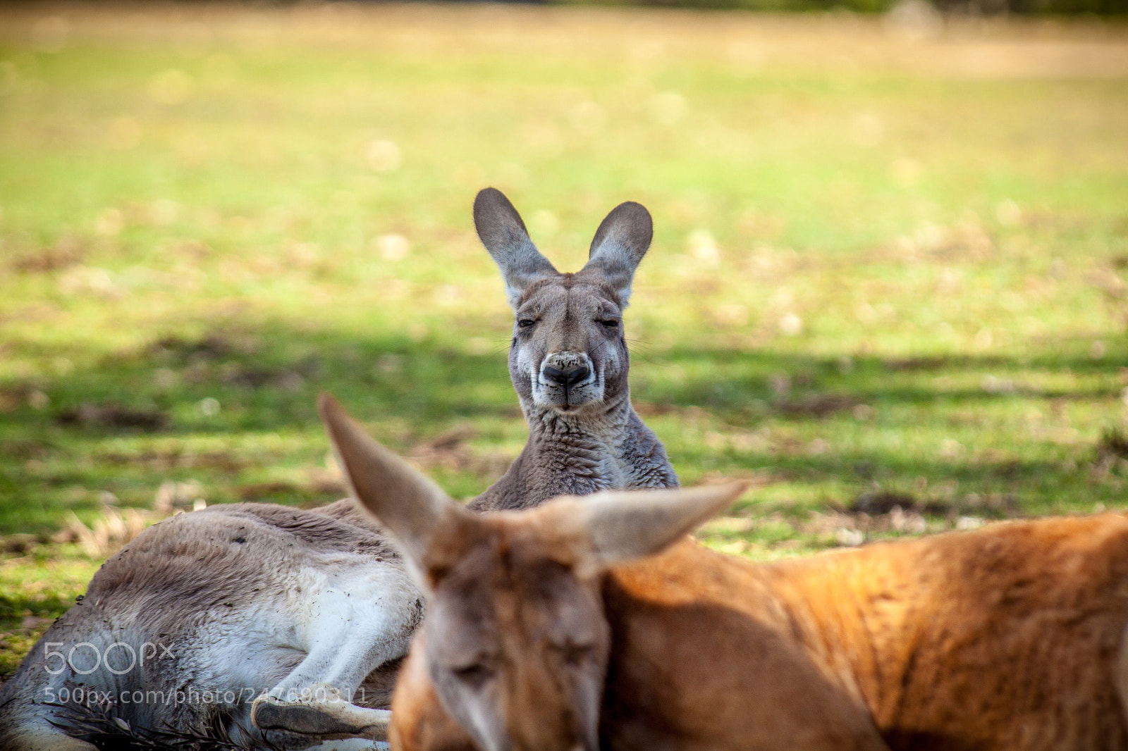 Canon EOS 500D (EOS Rebel T1i / EOS Kiss X3) sample photo. Lazy roos photography