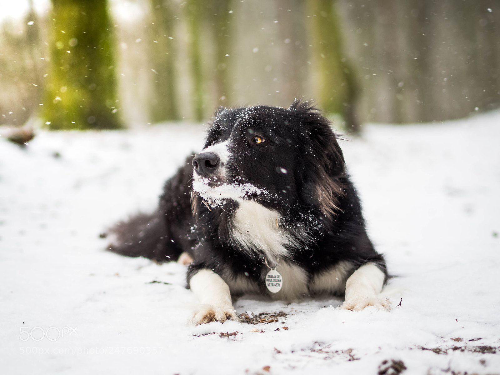 Olympus OM-D E-M10 sample photo. Omnomnom good snow photography
