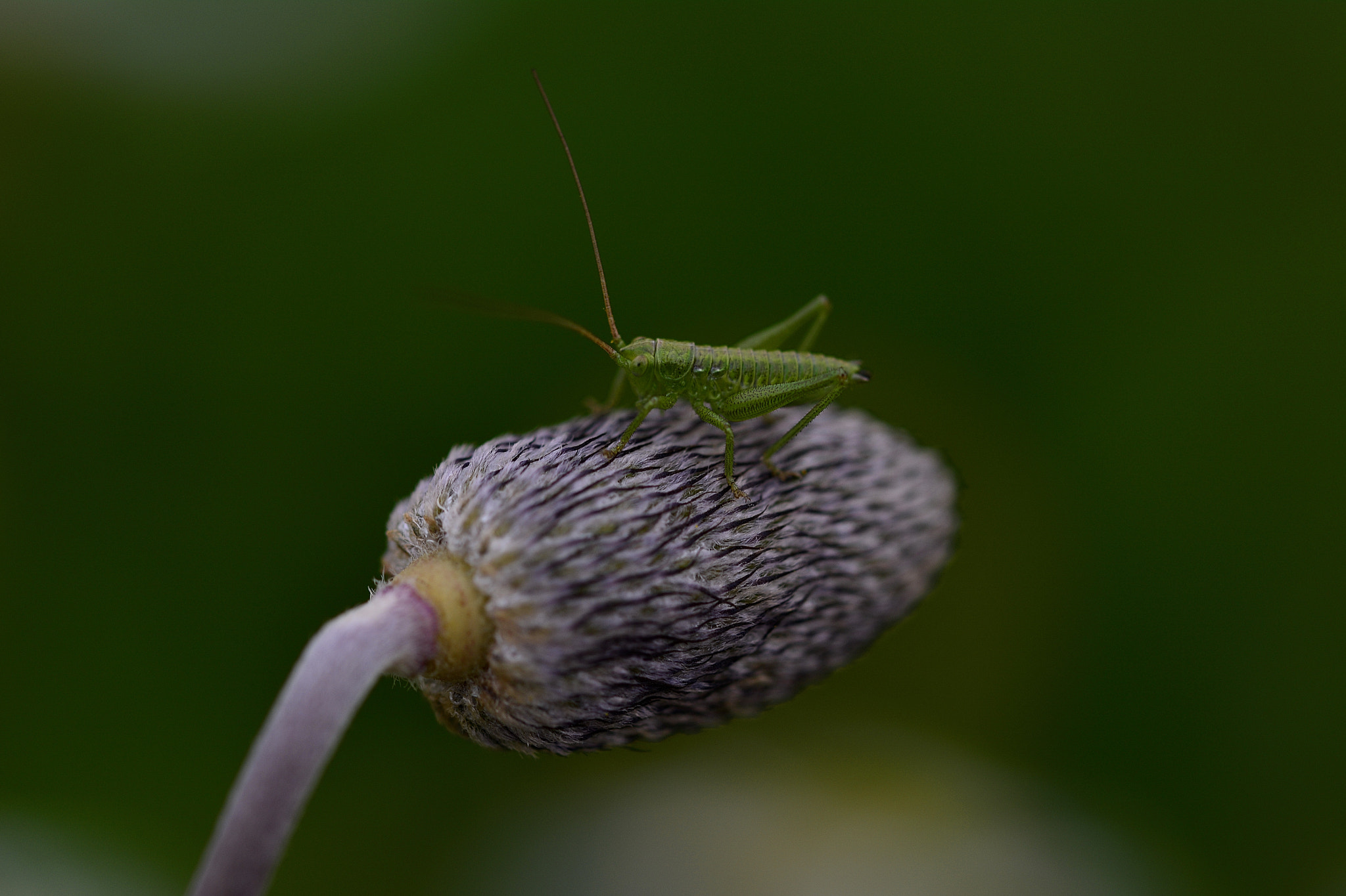 Nikon D7100 sample photo. Green photography