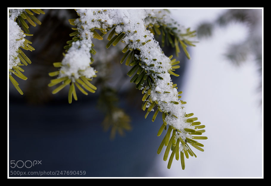Nikon D7200 sample photo. Untitled photography