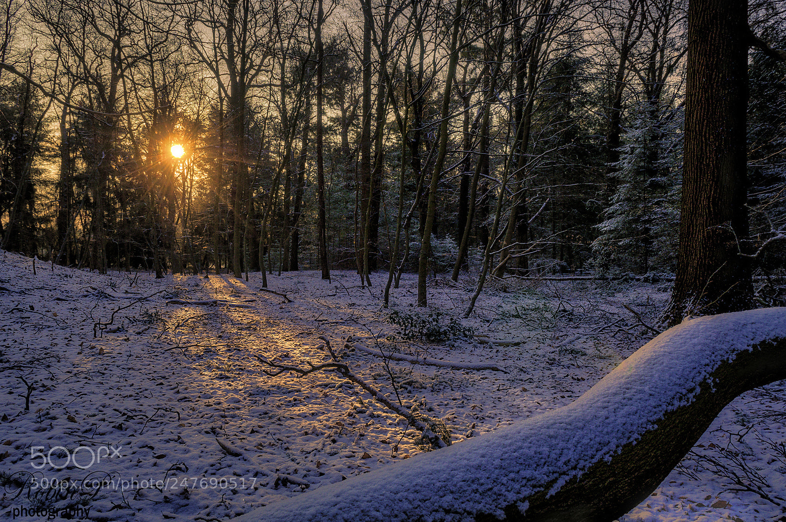 Nikon D5000 sample photo. Forest photography