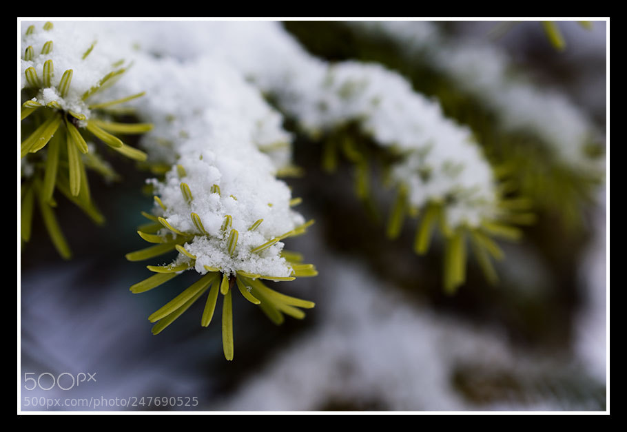 Nikon D7200 sample photo. Untitled photography