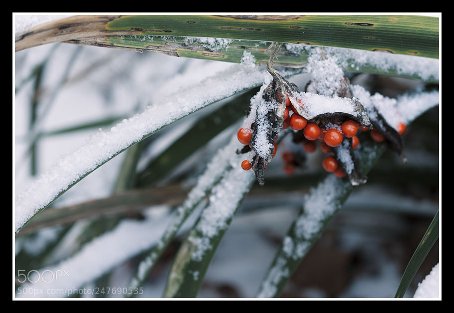 Nikon D7200 sample photo. Untitled photography