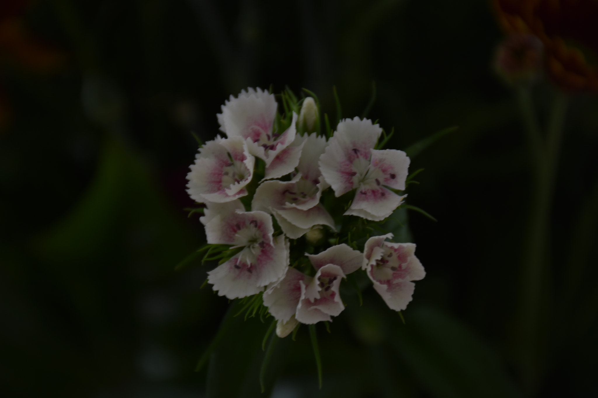 Nikon D3400 sample photo. Flower ... photography