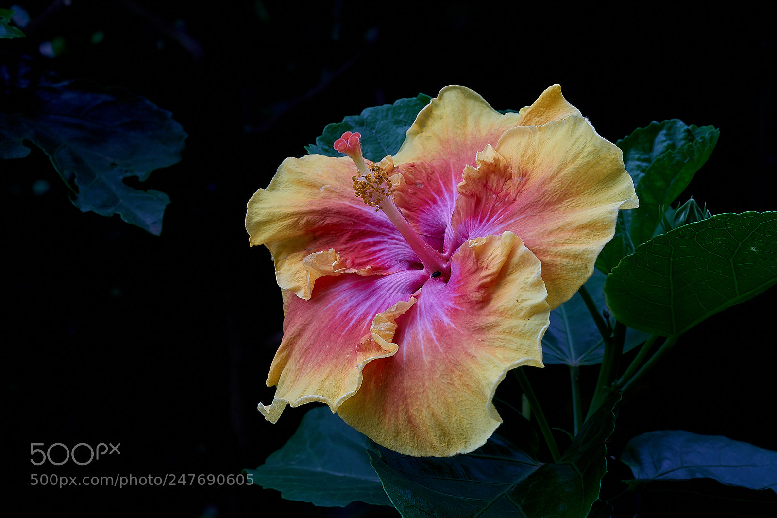 Sony a7 sample photo. Abg_180217_14 photography