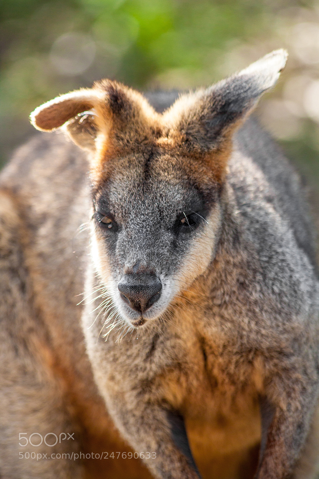 Canon EOS 500D (EOS Rebel T1i / EOS Kiss X3) sample photo. Swamp wallaby photography