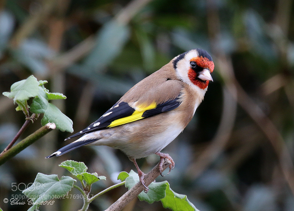 Canon EOS 7D Mark II sample photo. Goldfinch photography