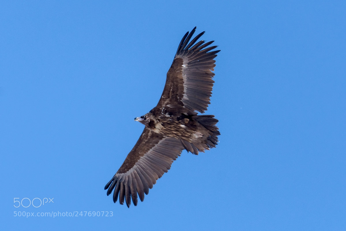 Nikon D7200 sample photo. Vulture photography