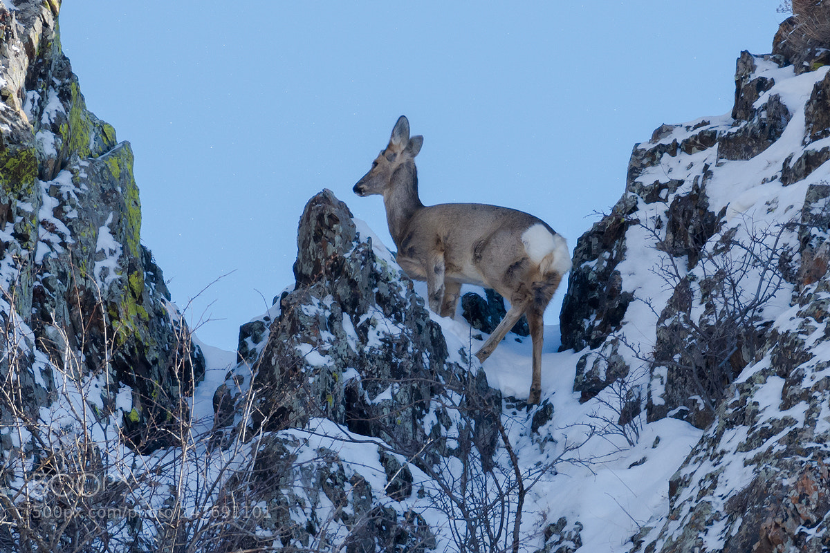 Nikon D7200 sample photo. Deer photography