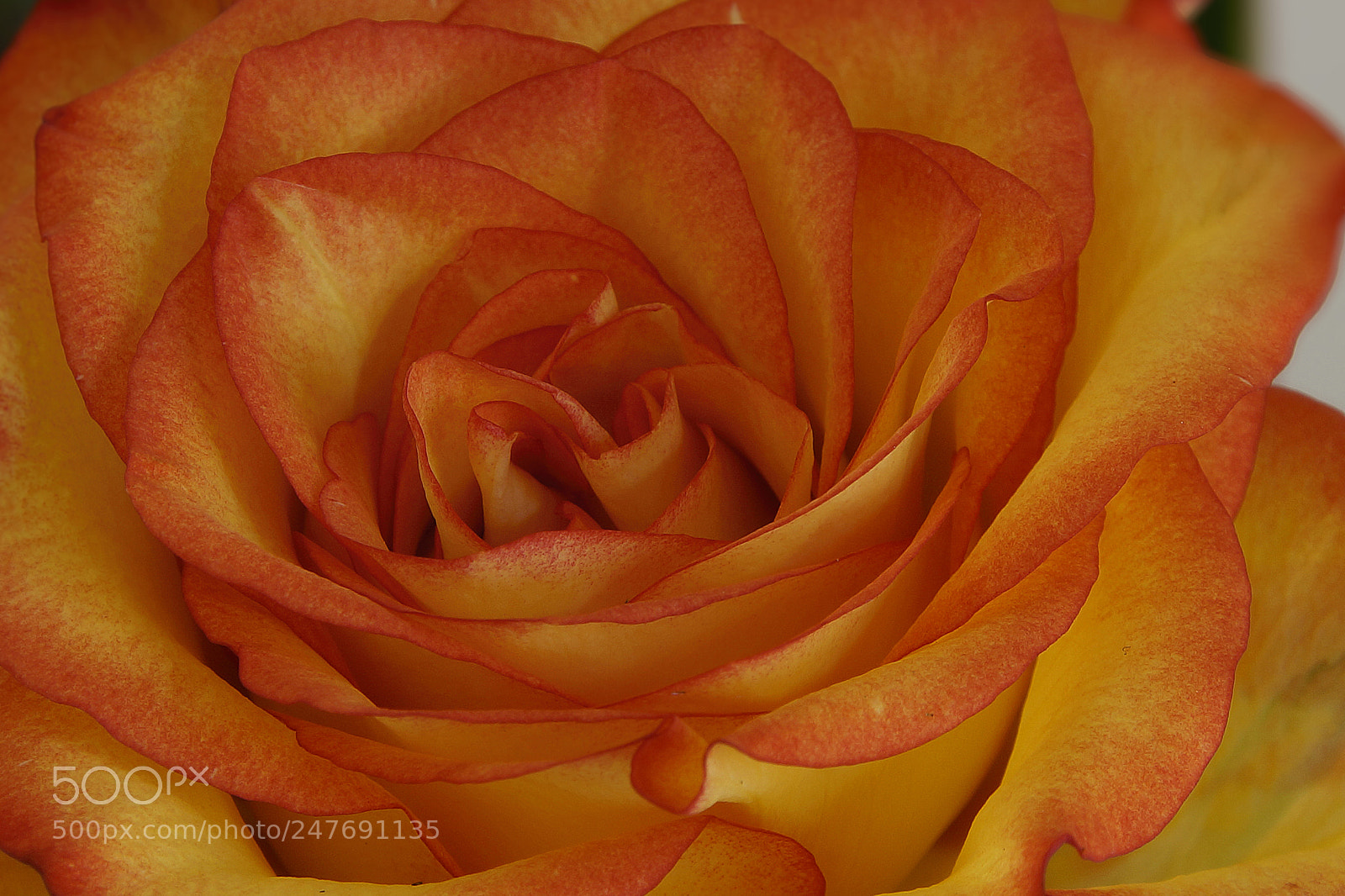 Sony SLT-A57 sample photo. Orange velvet photography