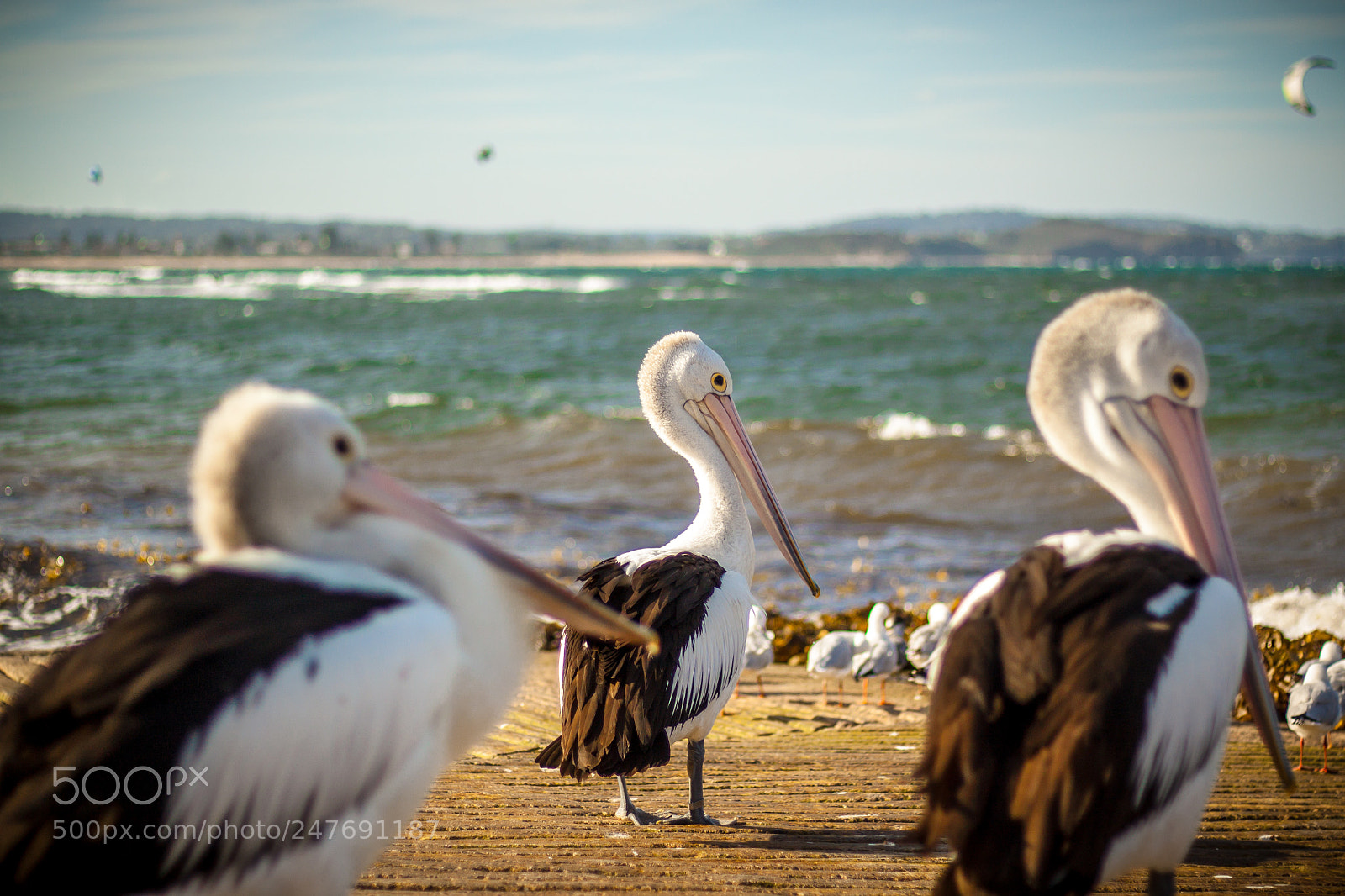 Canon EOS 500D (EOS Rebel T1i / EOS Kiss X3) sample photo. Pelicans photography