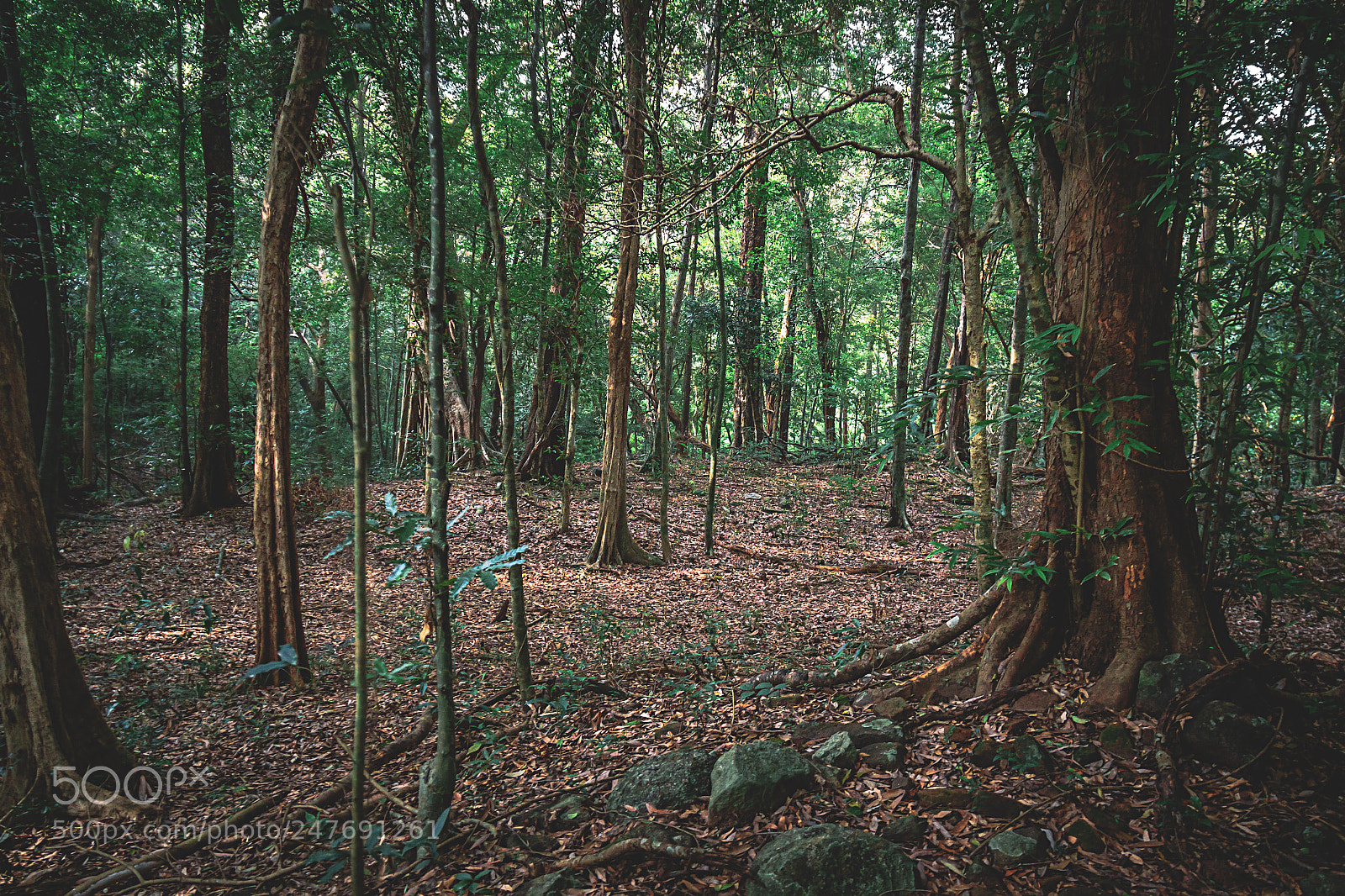 Canon EOS 600D (Rebel EOS T3i / EOS Kiss X5) sample photo. The kaludiya pokuna forest photography