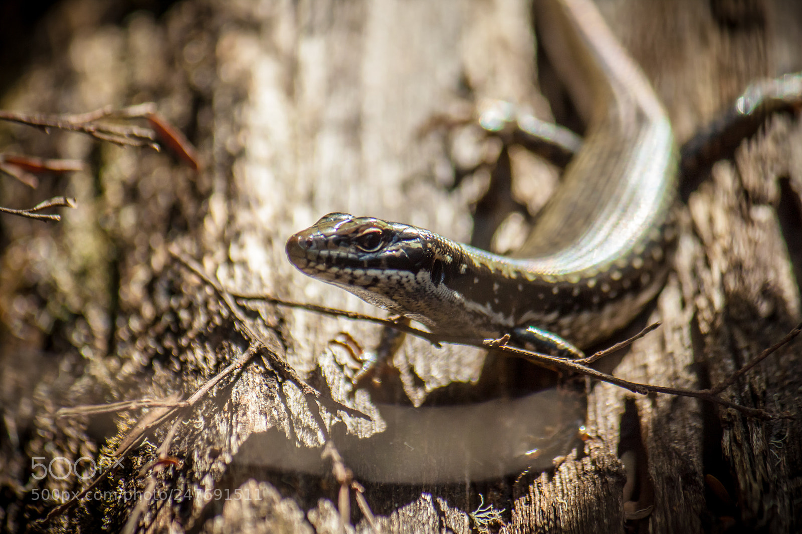 Canon EOS 500D (EOS Rebel T1i / EOS Kiss X3) sample photo. Eastern water skink photography