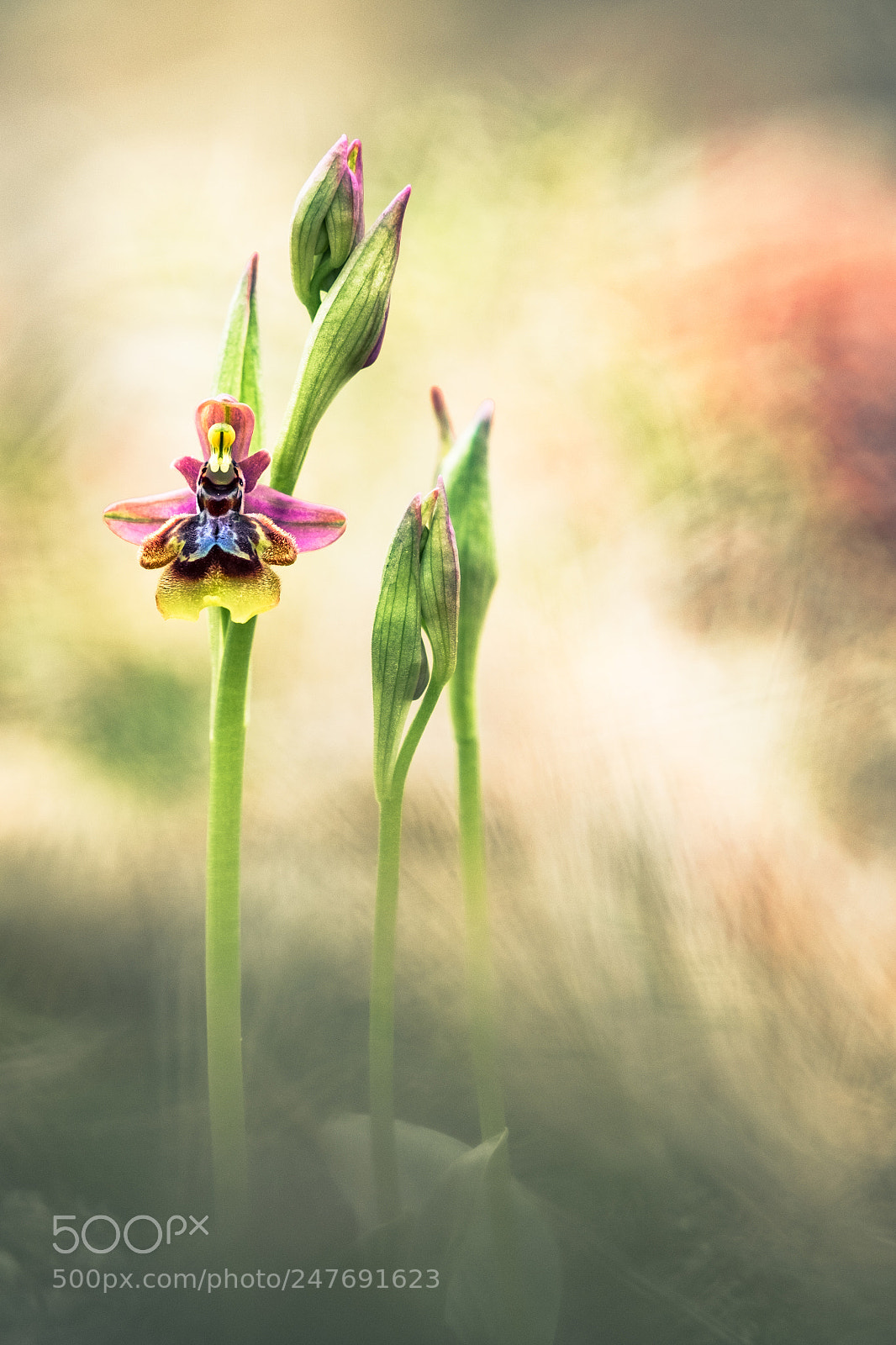 Fujifilm X-T10 sample photo. Ophrys x heraultii photography