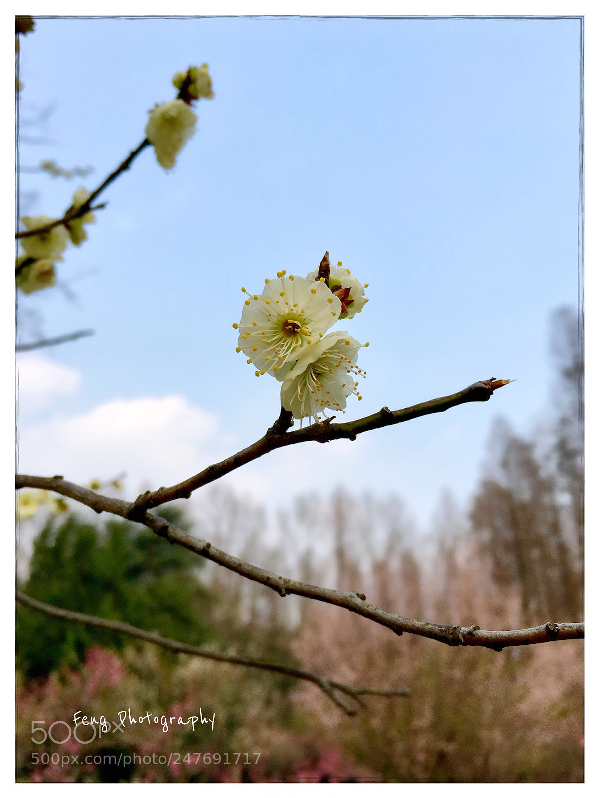 Apple iPhone SE sample photo. 一剪梅 photography
