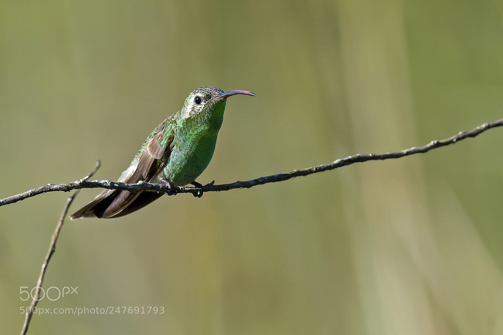 Nikon D5 sample photo. White-tailed goldenthroat photography