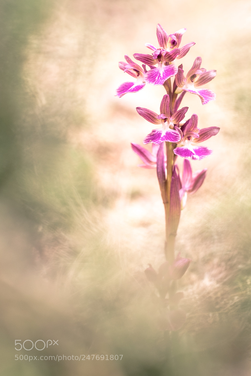 Fujifilm X-T10 sample photo. Orchis dulukae 2018 1 photography