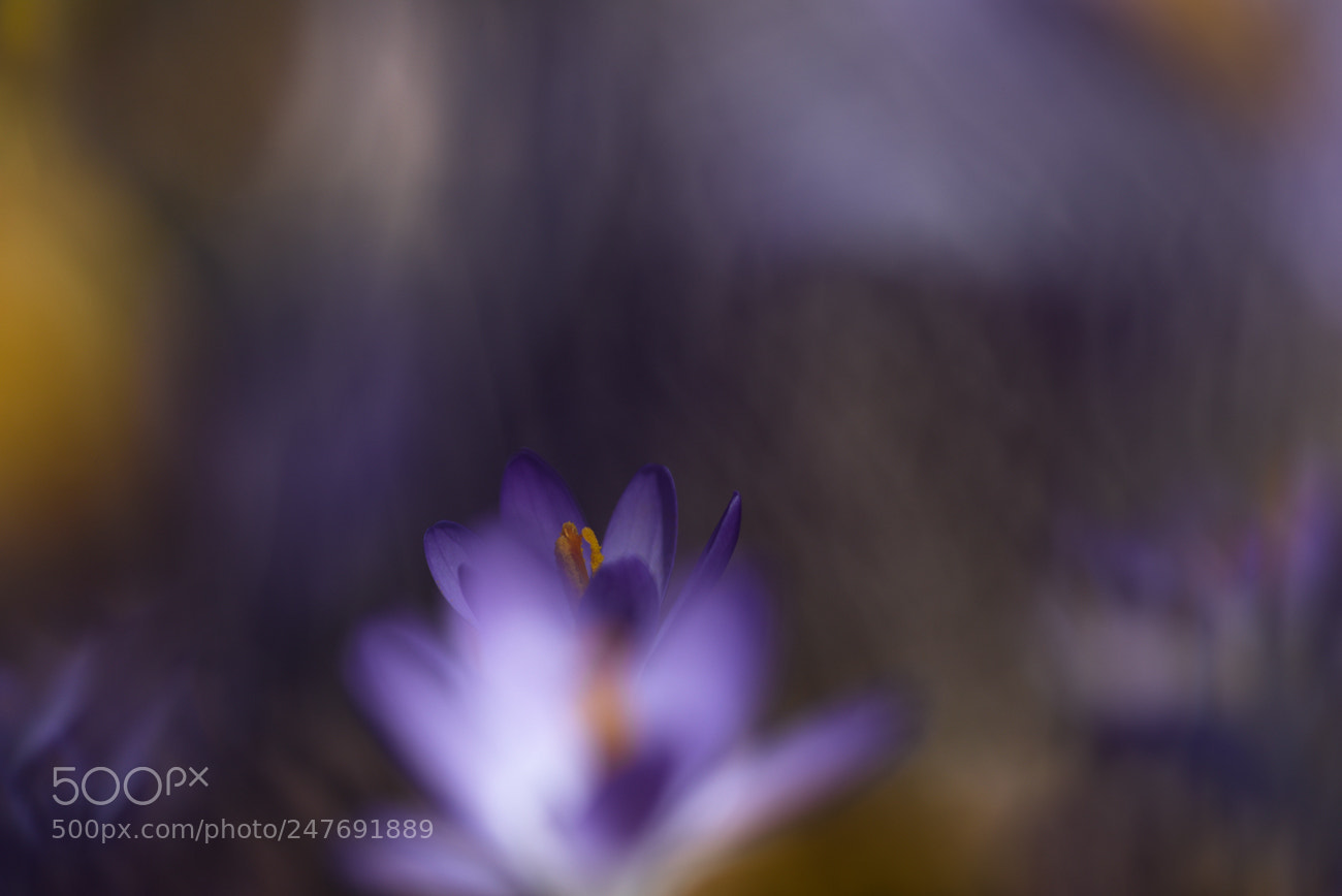 Nikon D810 sample photo. Spring miracles photography