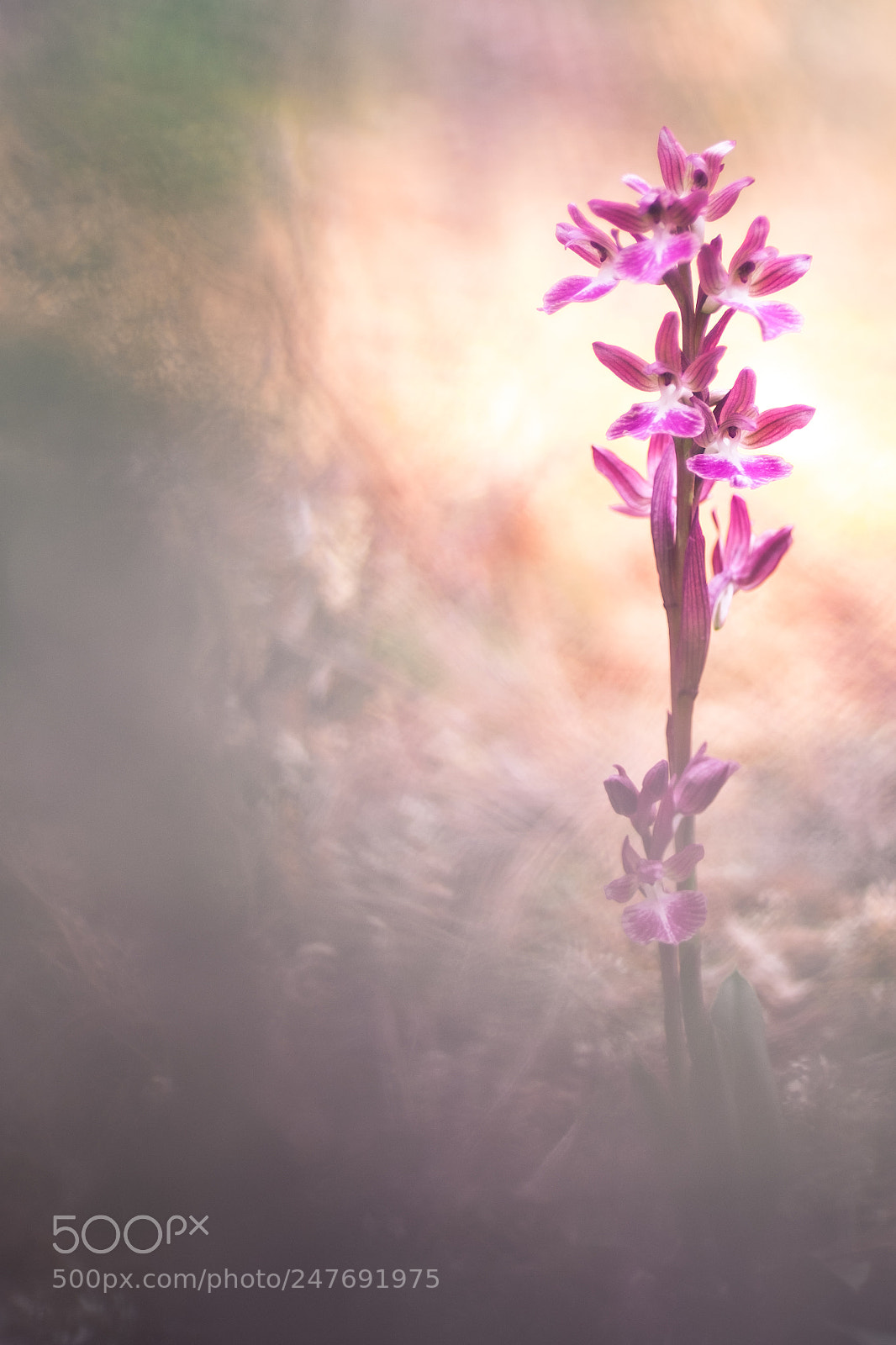 Fujifilm X-T10 sample photo. Orchis dulukae 2018 2 photography