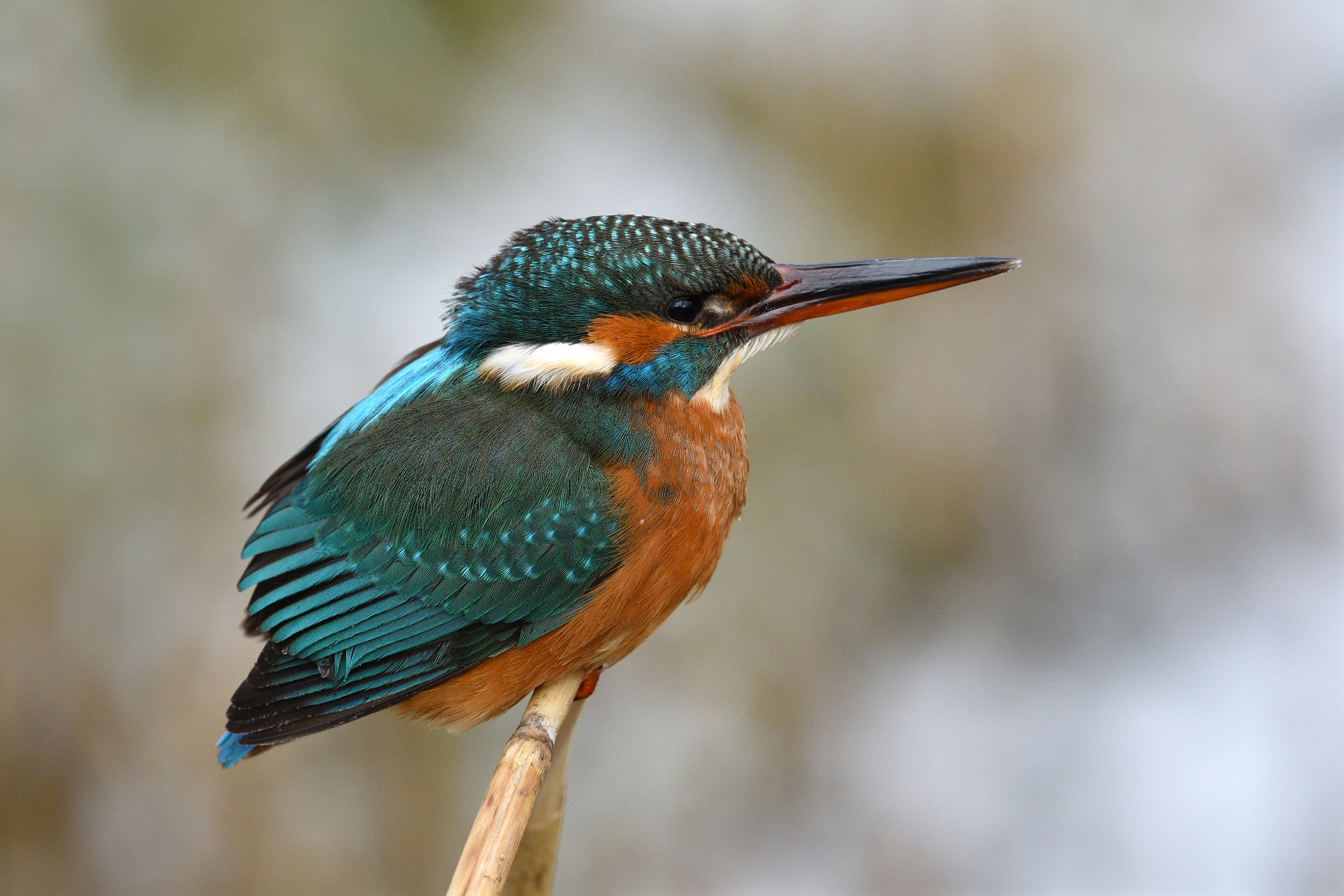 Nikon AF-S Nikkor 500mm F4E FL ED VR sample photo. Kingfisher photography