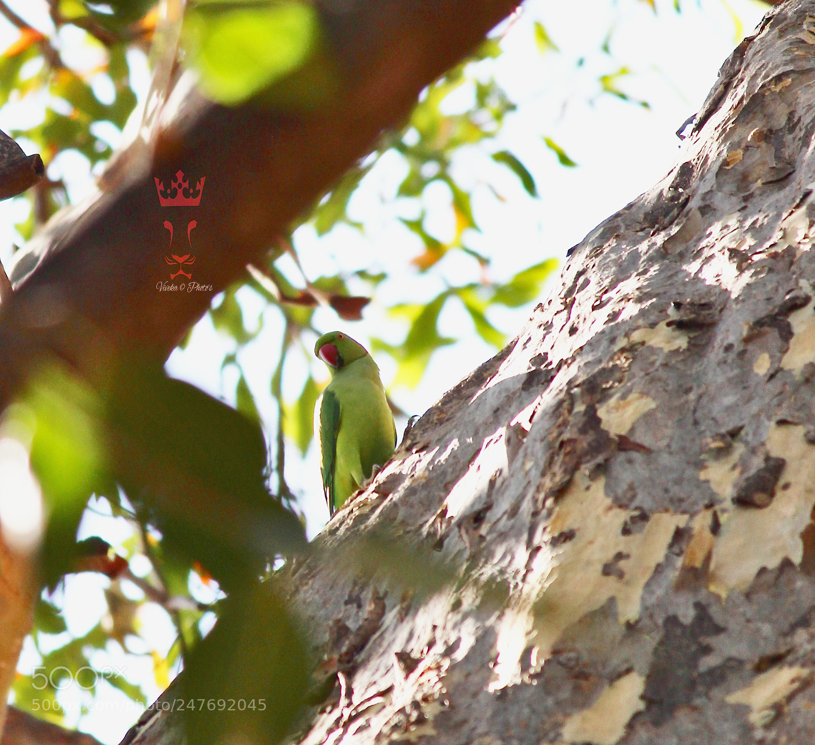 Canon EOS 1300D (EOS Rebel T6 / EOS Kiss X80) sample photo. Parrot photography