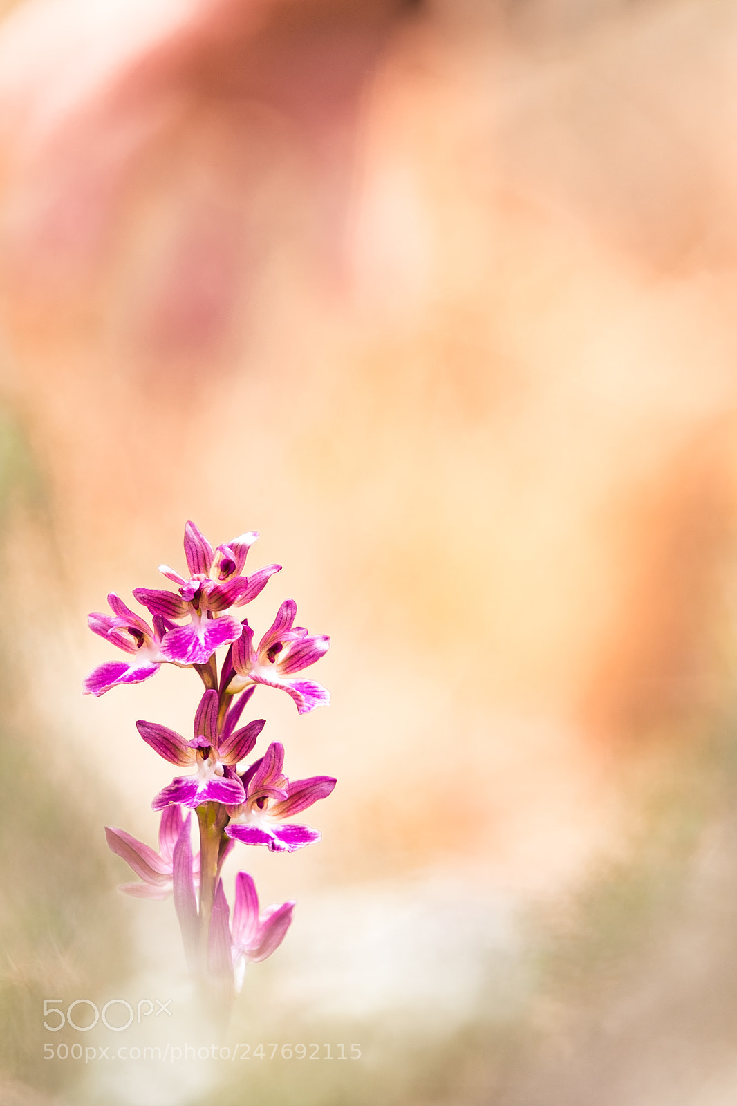 Fujifilm X-T10 sample photo. Orchis x dulukae 2018 3 photography