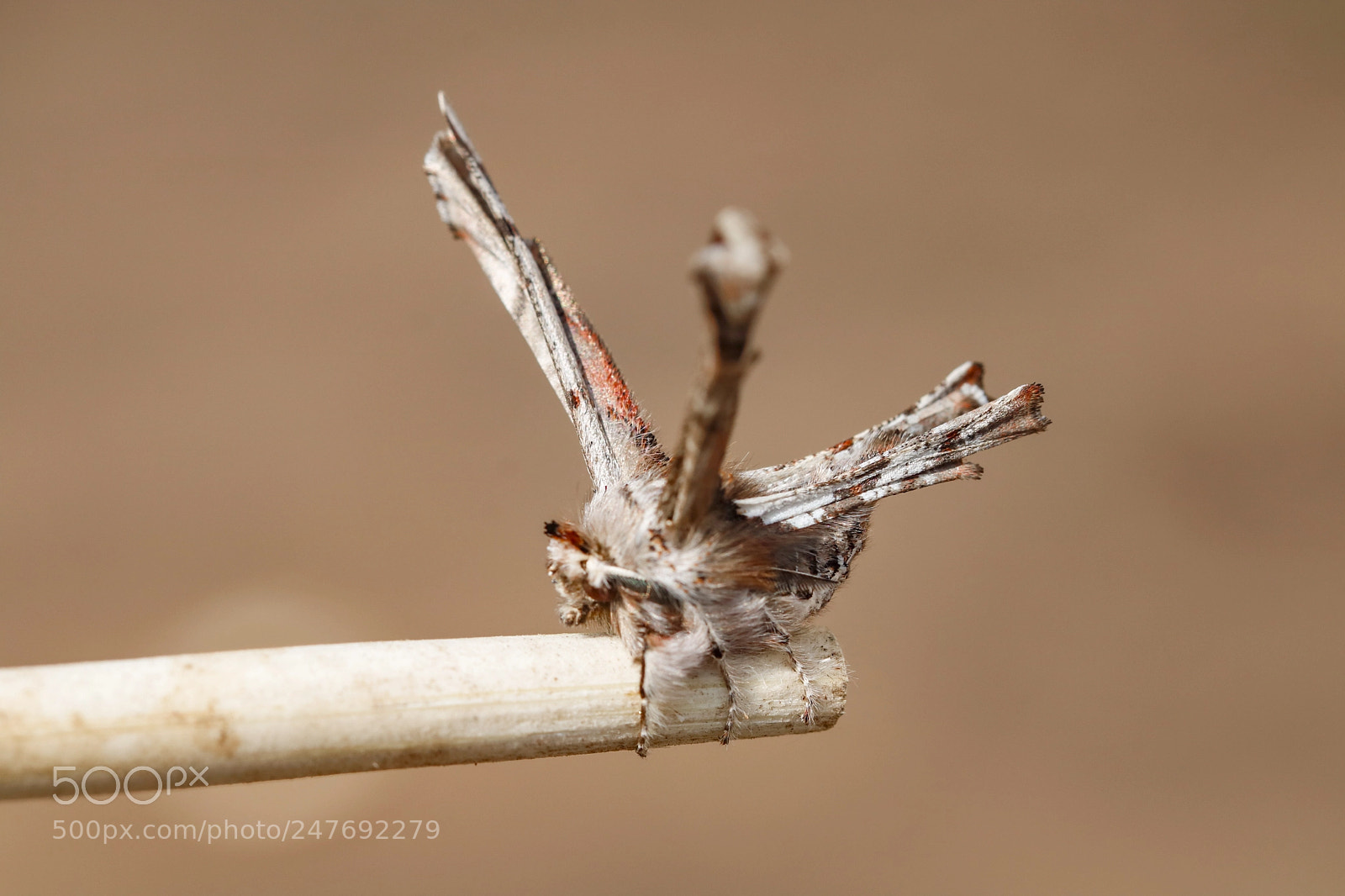 Canon EOS 760D (EOS Rebel T6s / EOS 8000D) sample photo. Moth photography