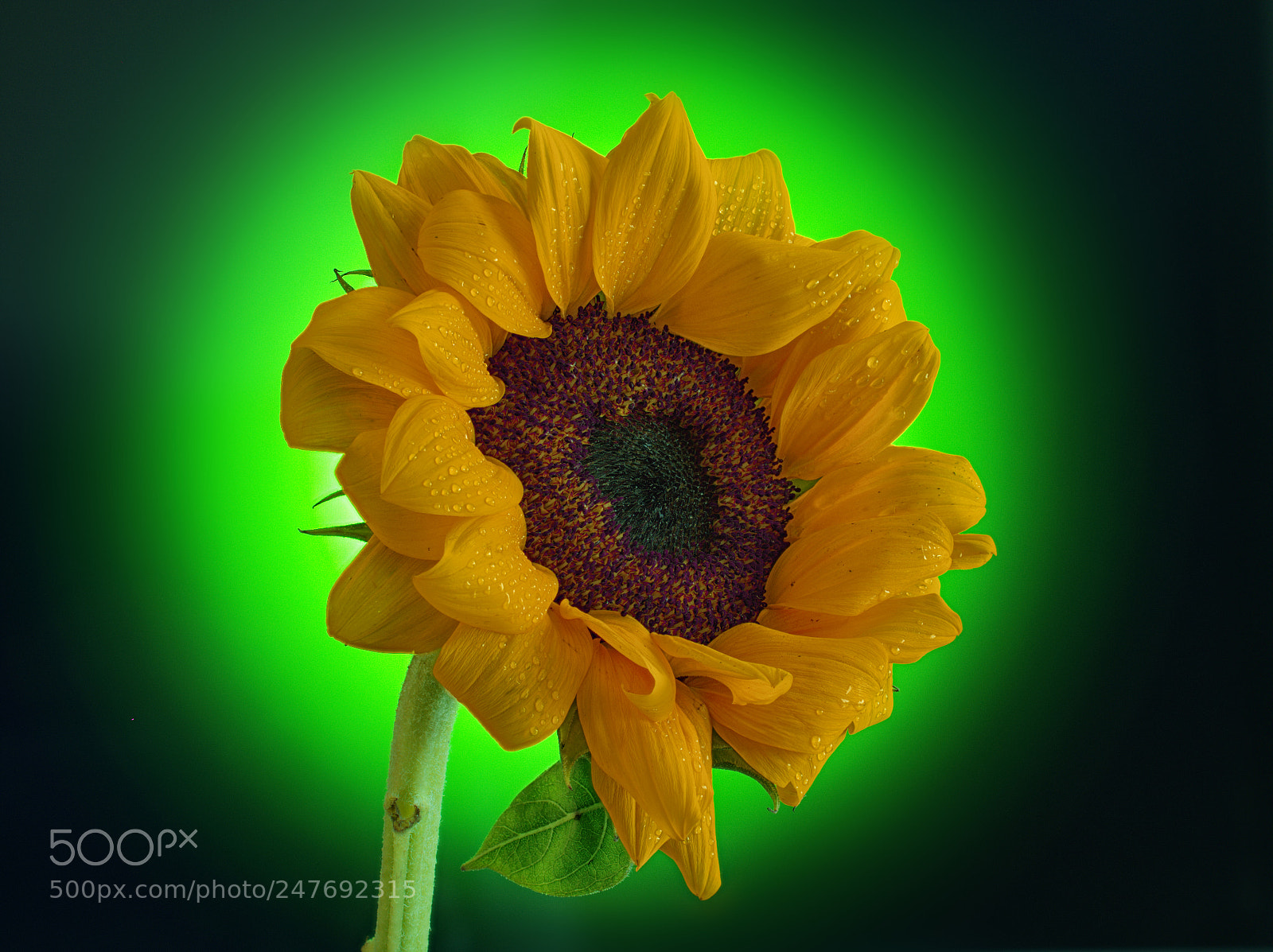 Olympus OM-D E-M10 III sample photo. Sunflower on a green photography