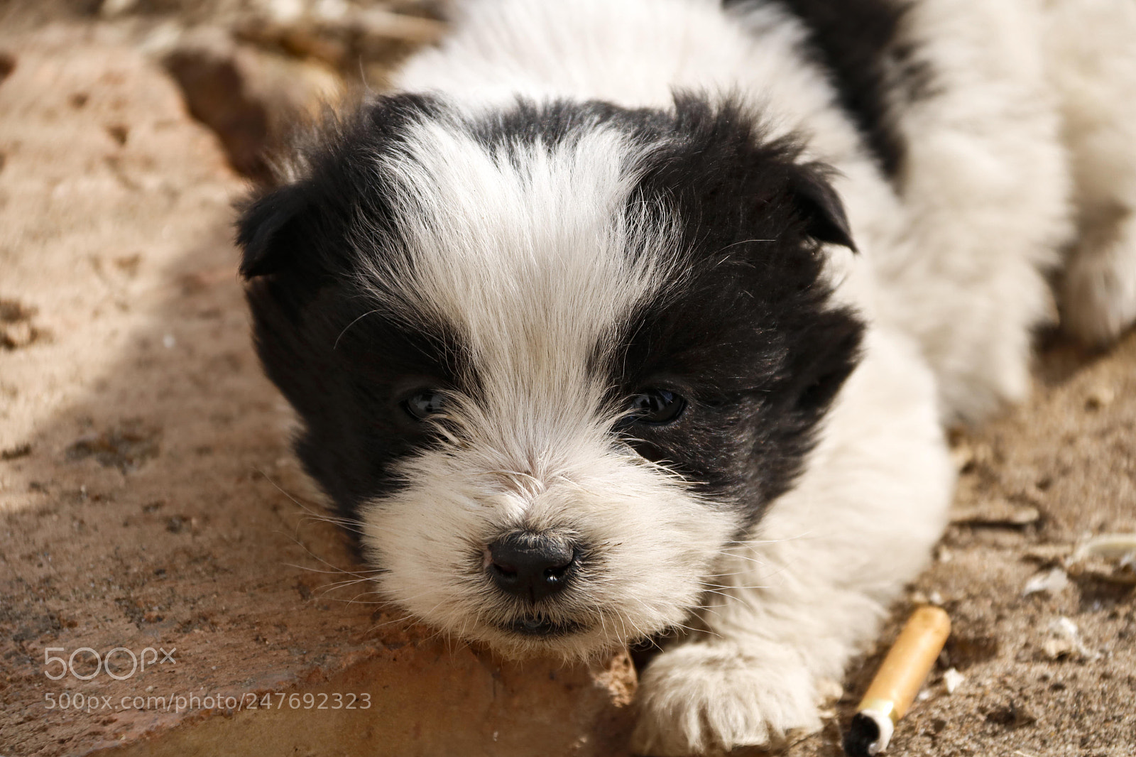 Canon EOS 760D (EOS Rebel T6s / EOS 8000D) sample photo. Puppy photography
