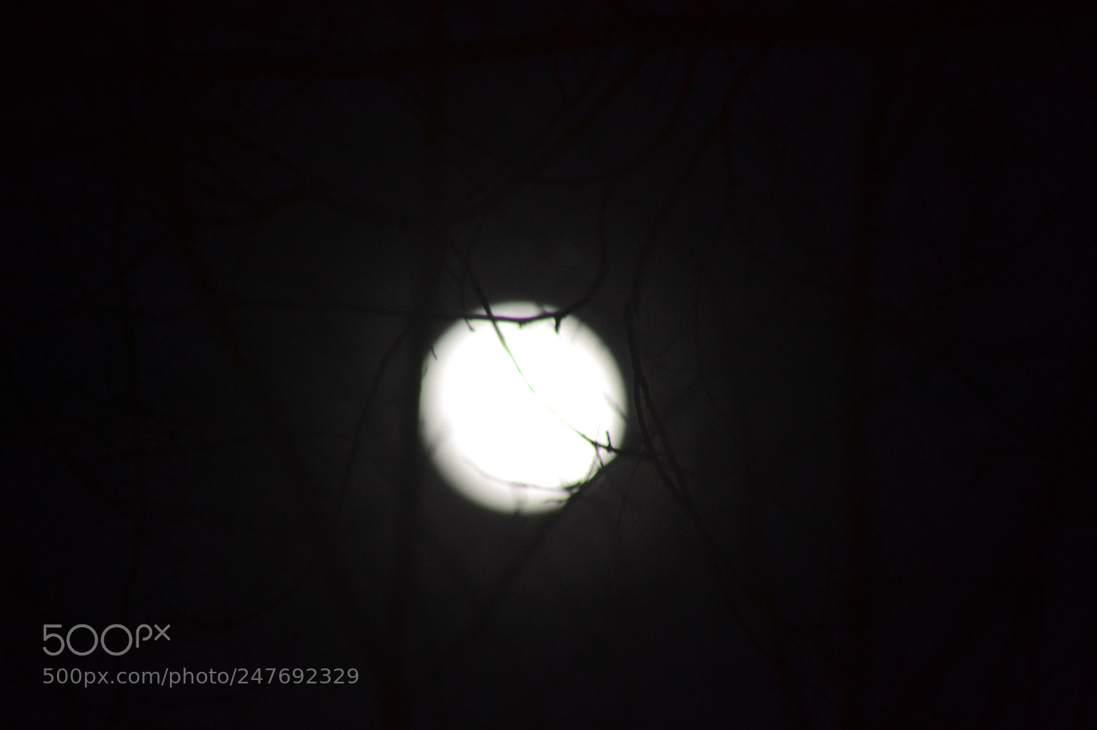 Nikon D3100 sample photo. Moon and branches photography