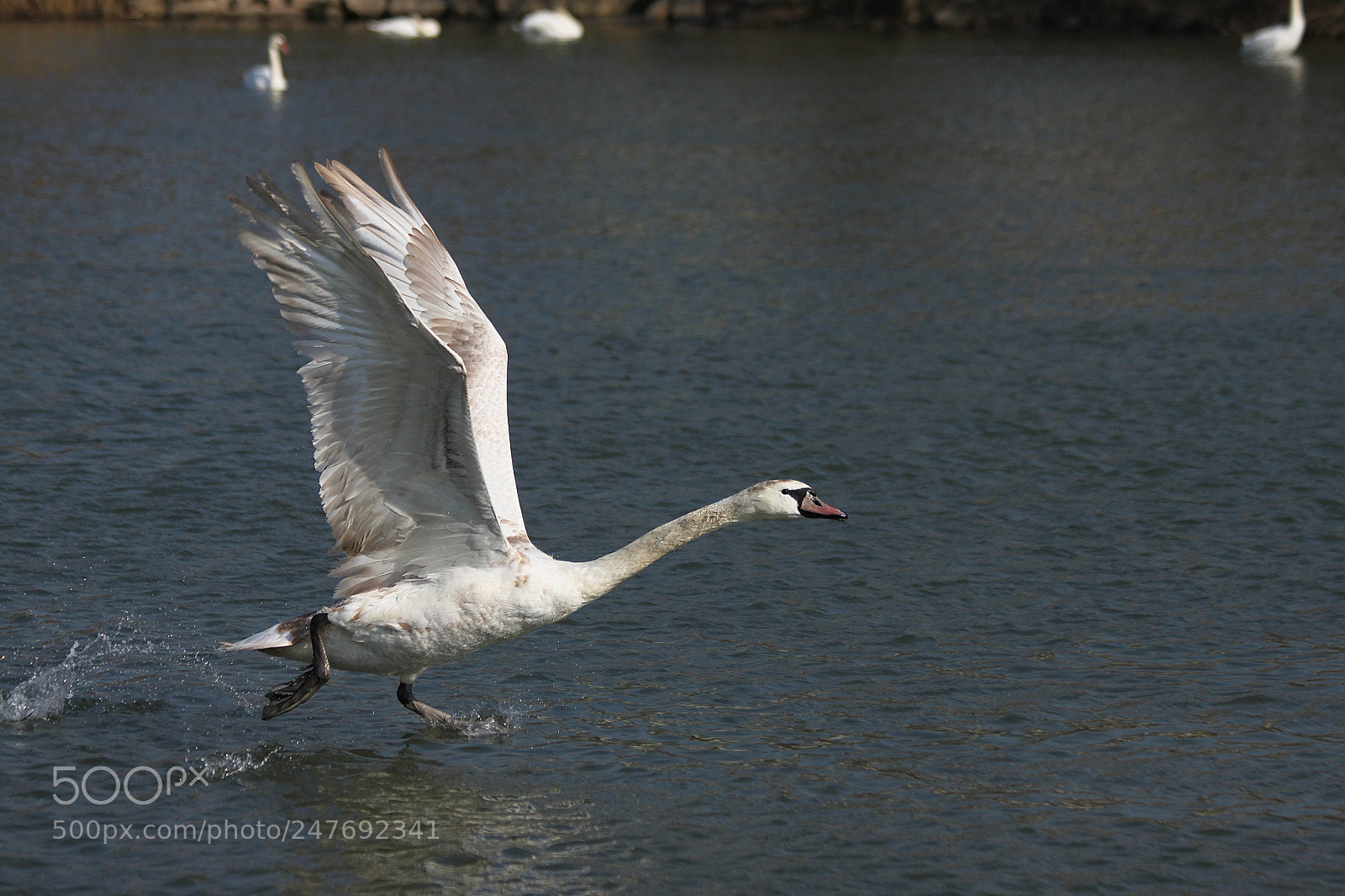 Canon EOS 500D (EOS Rebel T1i / EOS Kiss X3) sample photo. Marche sur l'eau! photography