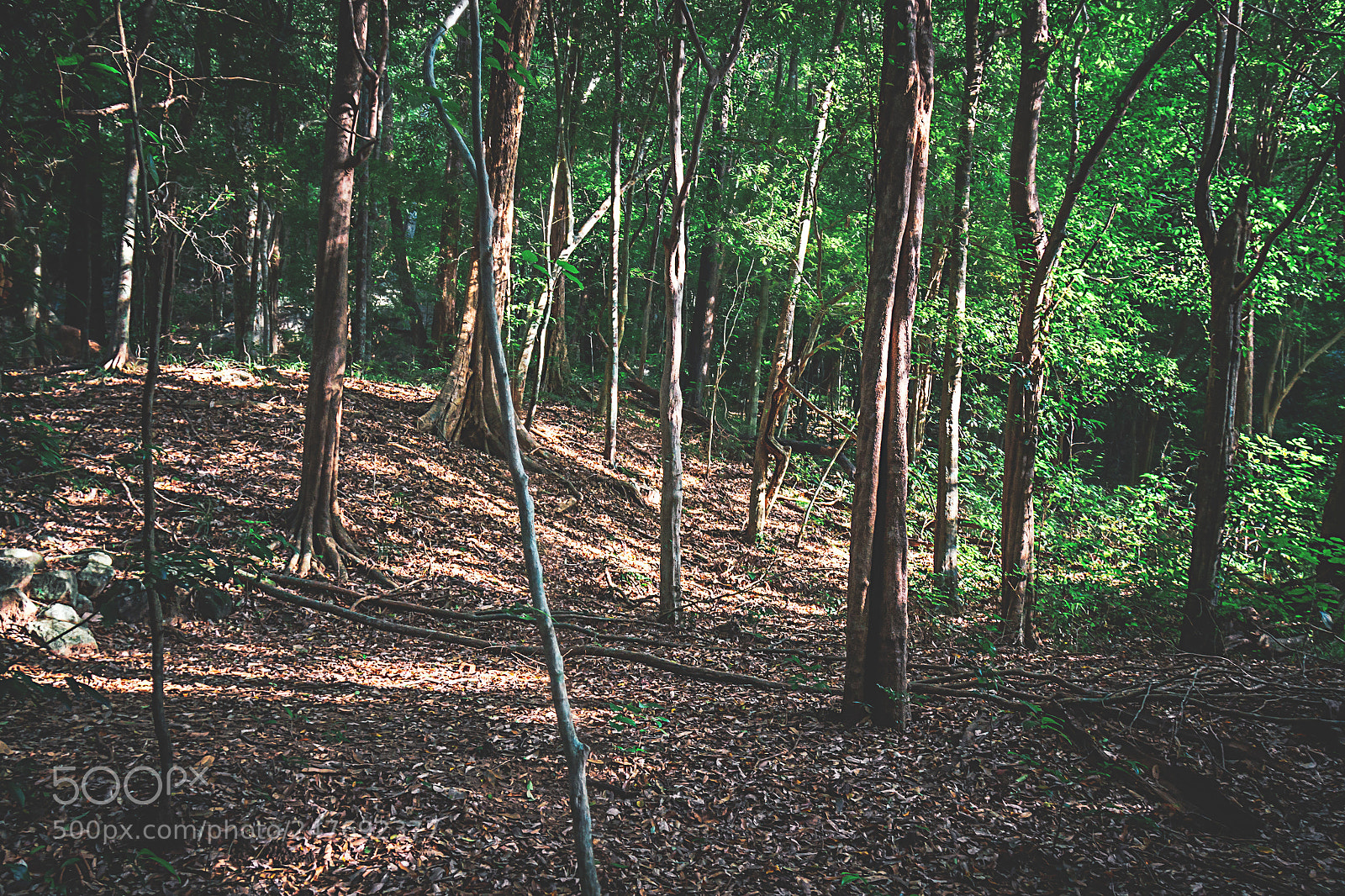 Canon EOS 600D (Rebel EOS T3i / EOS Kiss X5) sample photo. The kaludiya pokuna forest photography