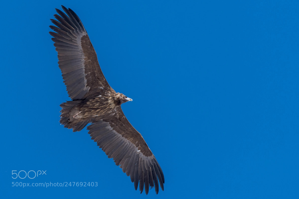 Nikon D7200 sample photo. Vulture photography