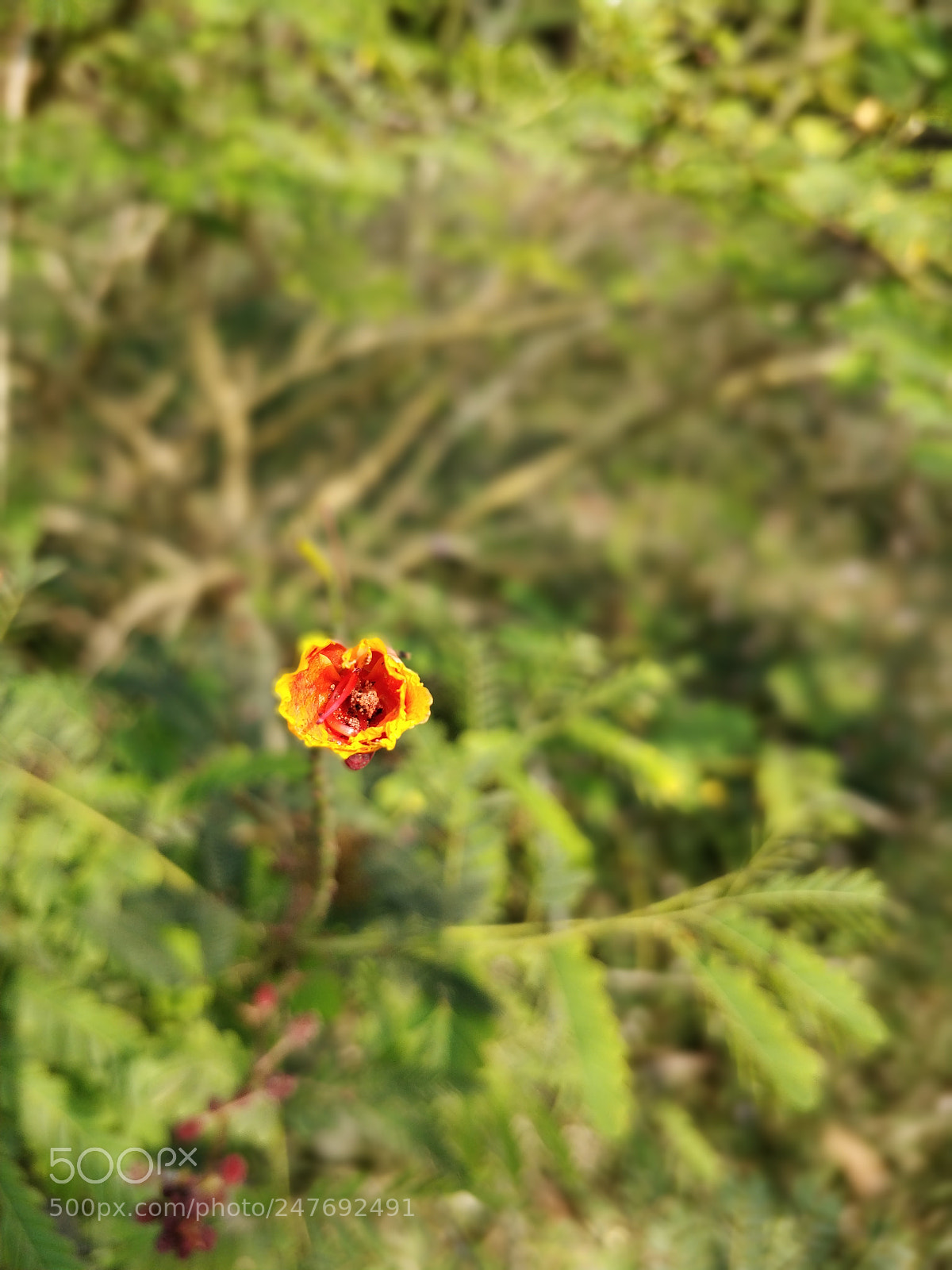 OnePlus 5T sample photo. Mobile shot photography