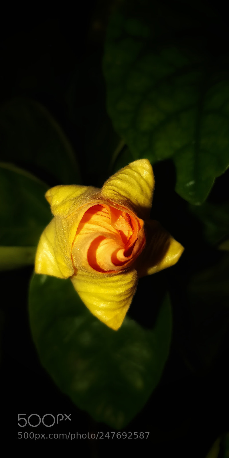 OnePlus 5T sample photo. Hibiscus bud photography