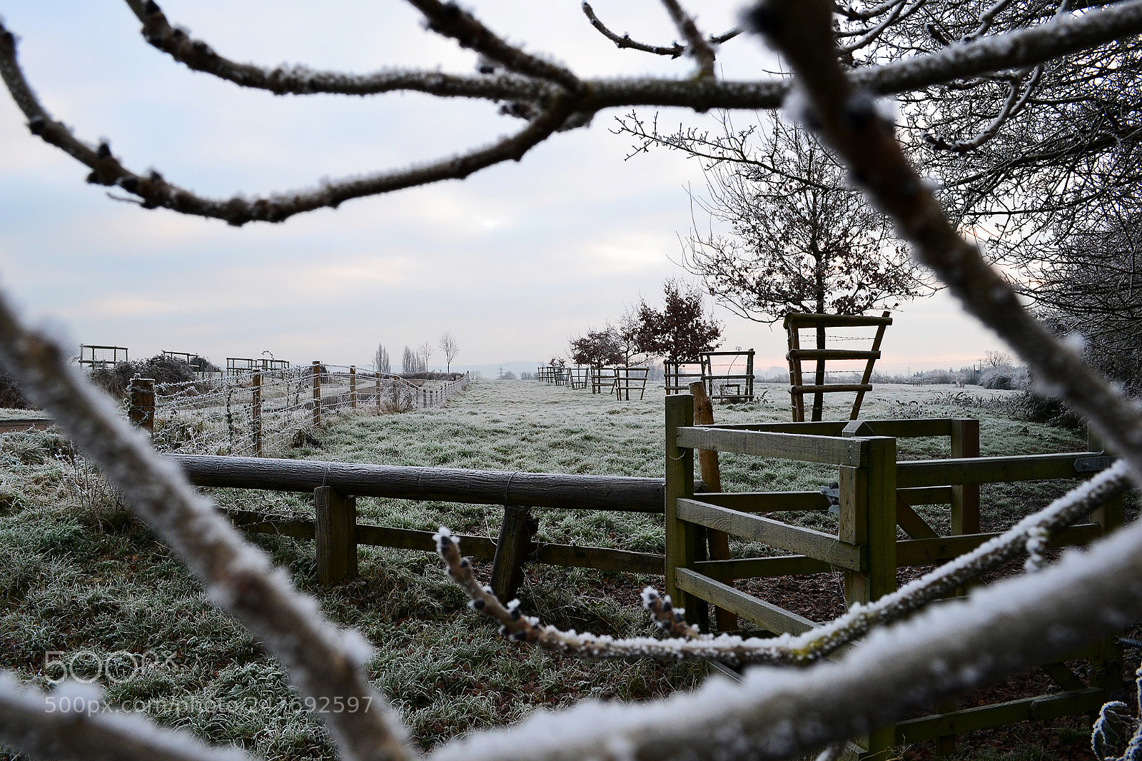 Nikon D3100 sample photo. Frosty on the field photography