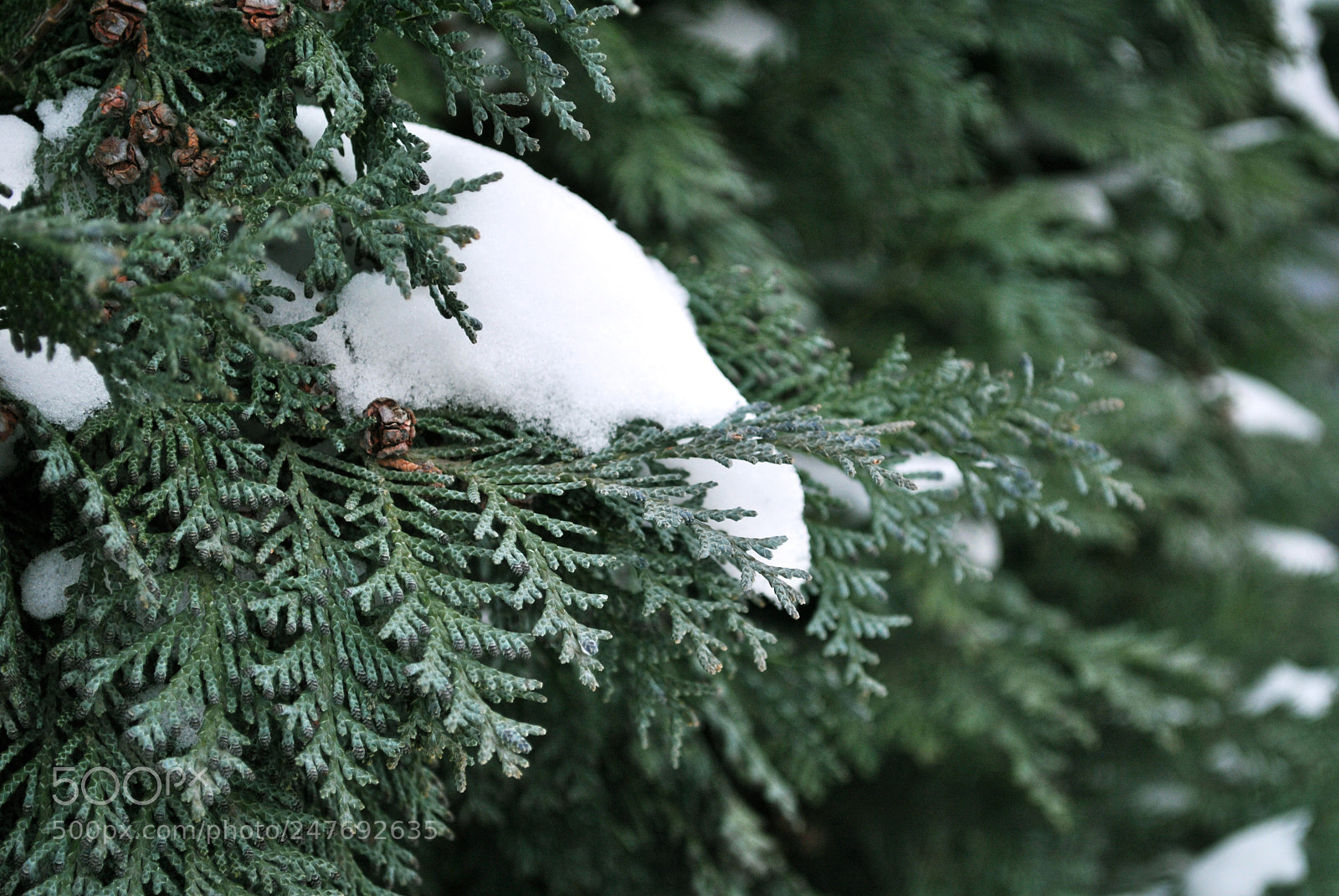 Nikon D3000 sample photo. Season changes photography
