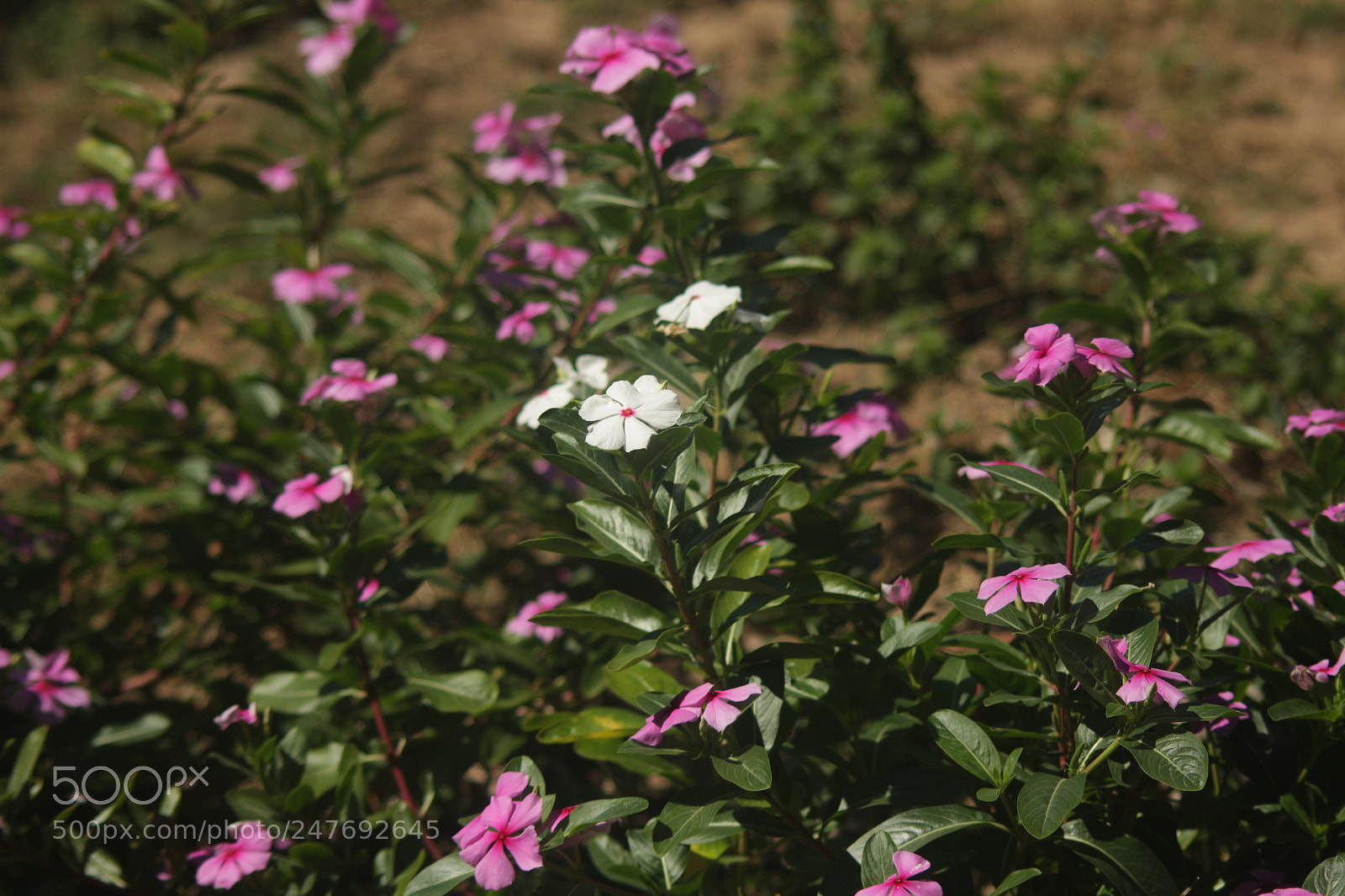 Canon EOS 700D (EOS Rebel T5i / EOS Kiss X7i) sample photo. Branco no rosa photography