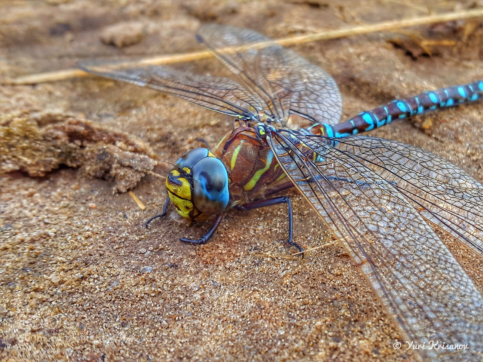 Samsung Galaxy Alpha sample photo. Common hawker photography