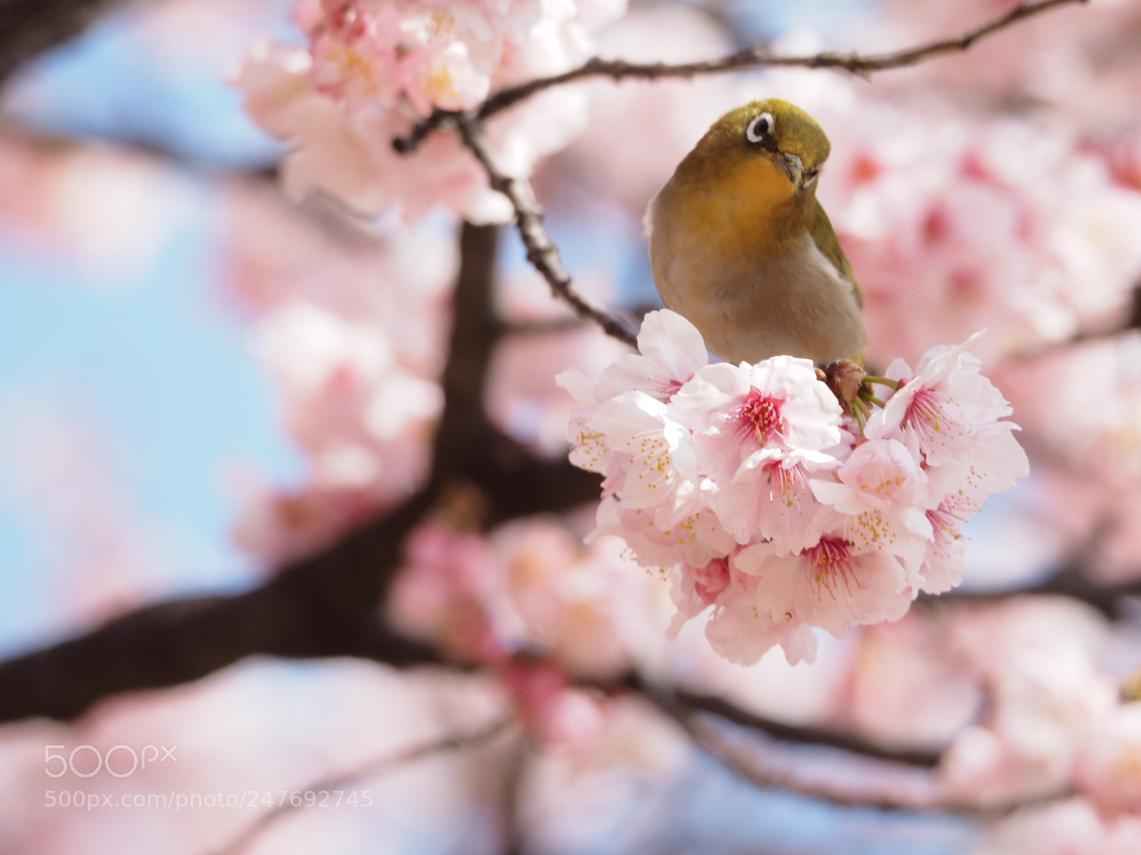 Olympus OM-D E-M1 sample photo. Japanese-white eye photography