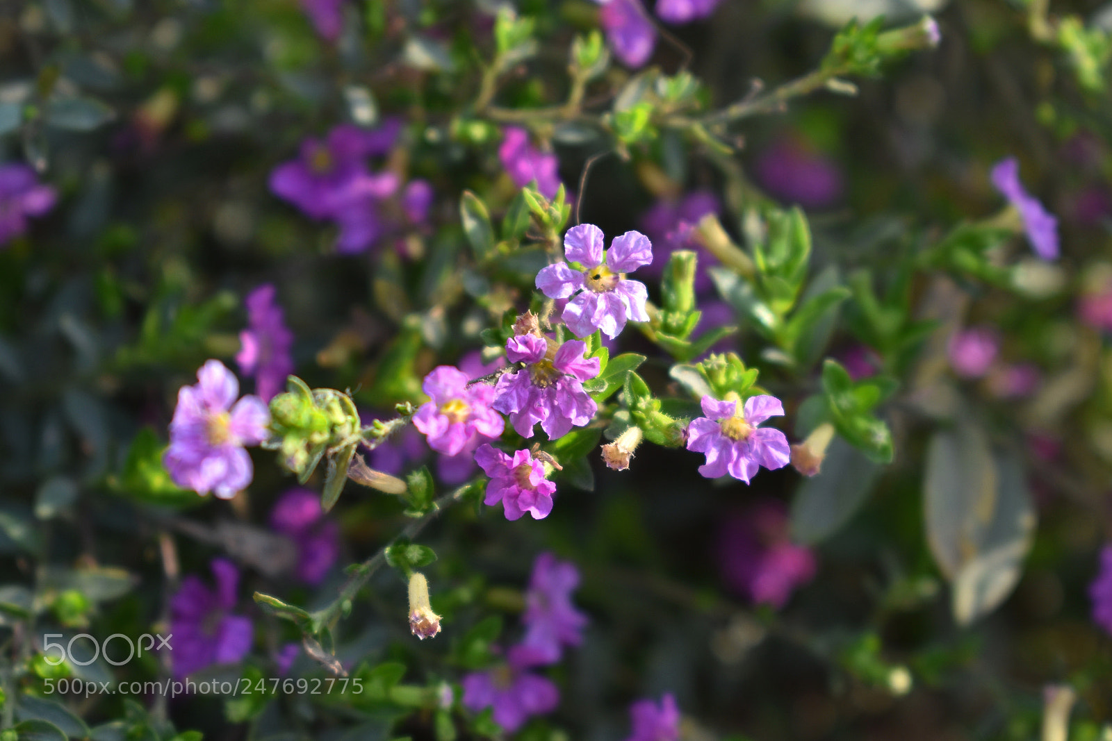 Nikon D3400 sample photo. Violet vibes photography